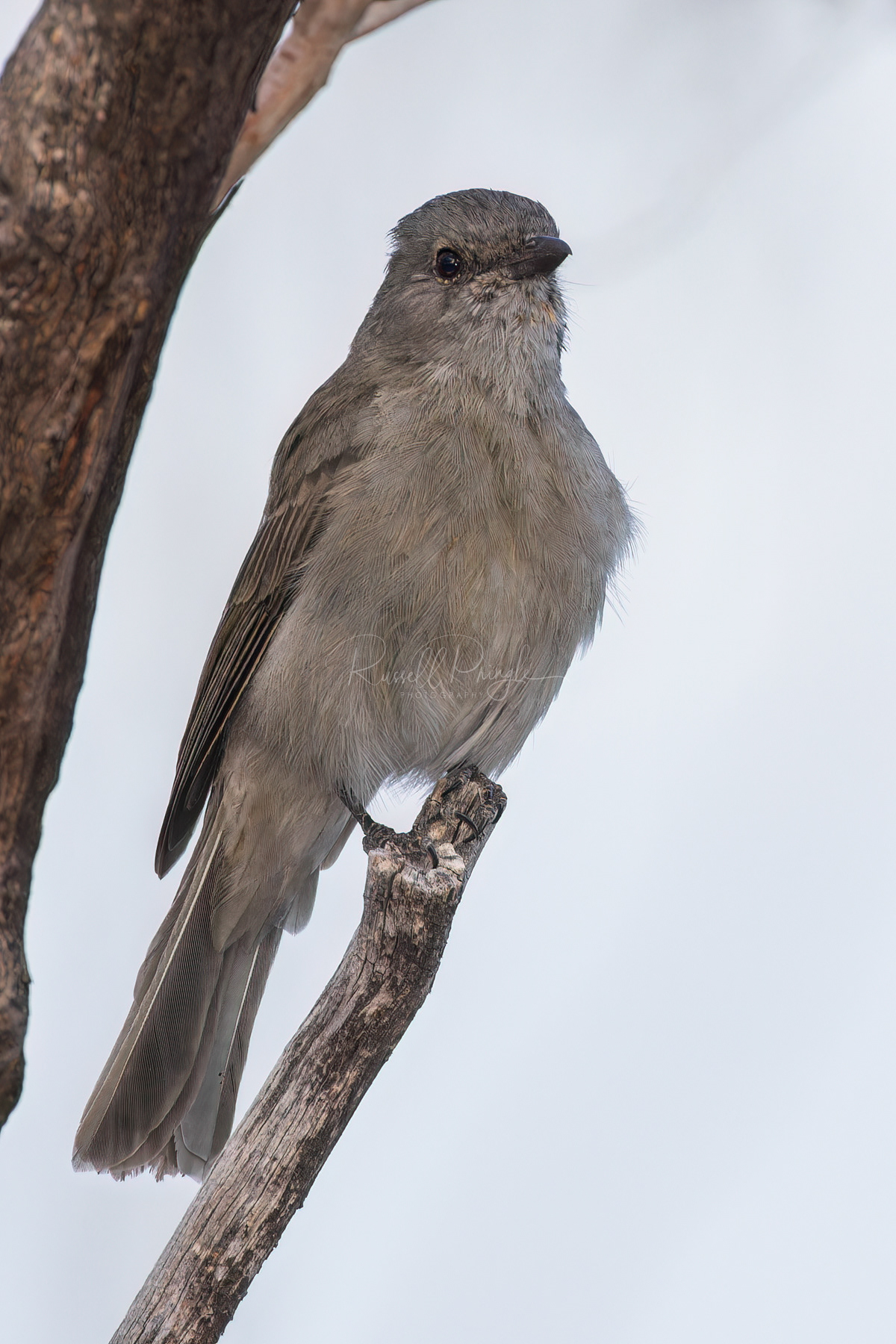 Gilbert's Whistler (female)