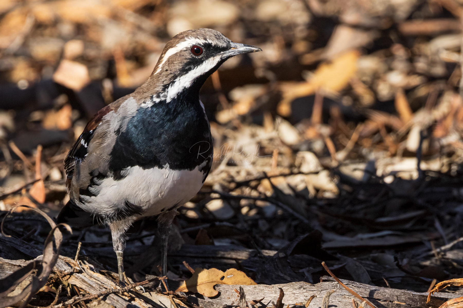 Chestnut Quail-Thrush (male)