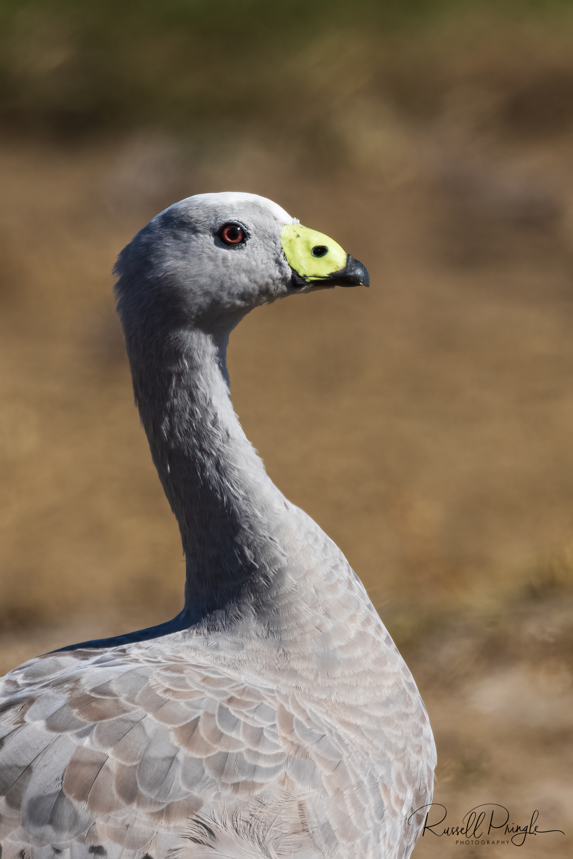 Cape Barren Goose