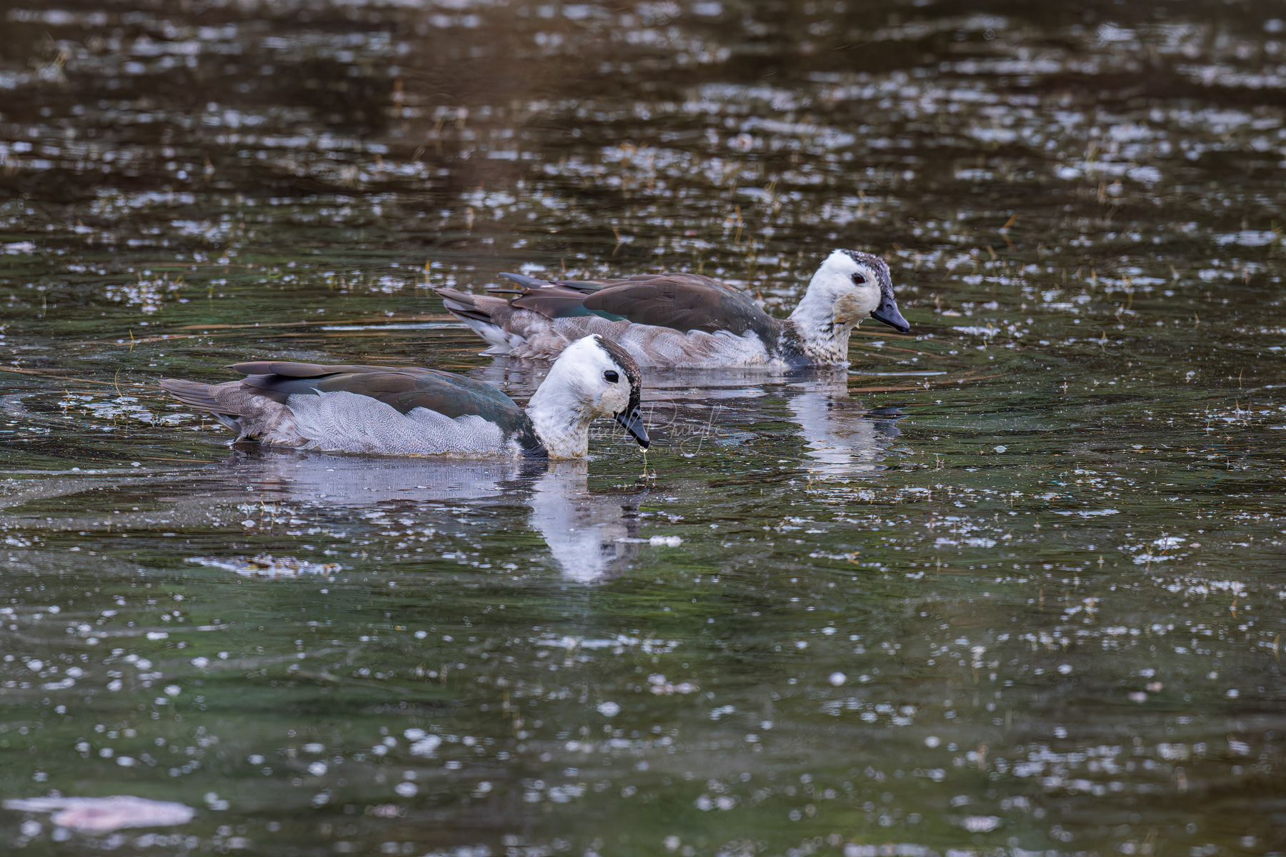 Cotton Pygmy-Goose