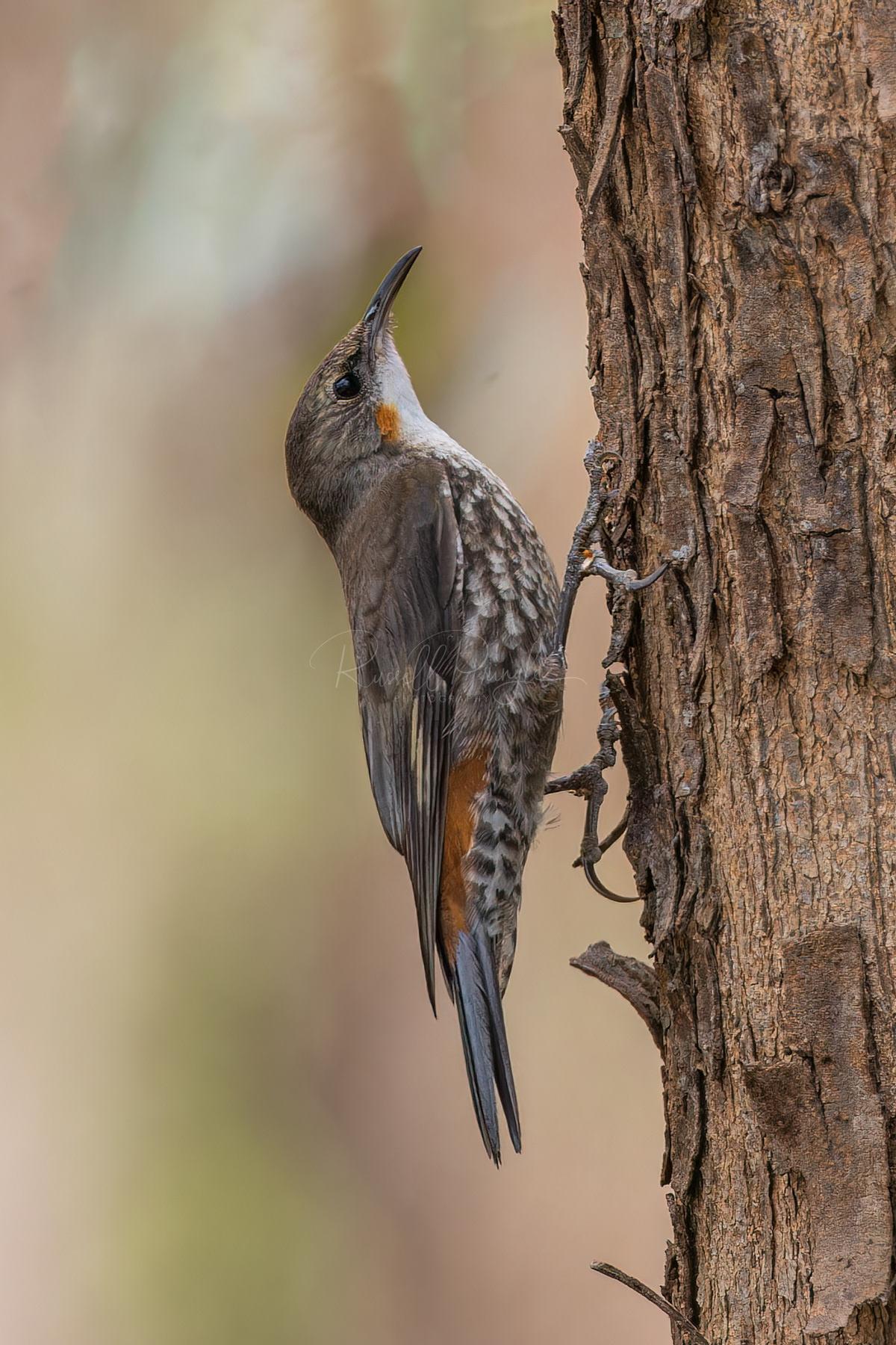 White-throated Treecreeper