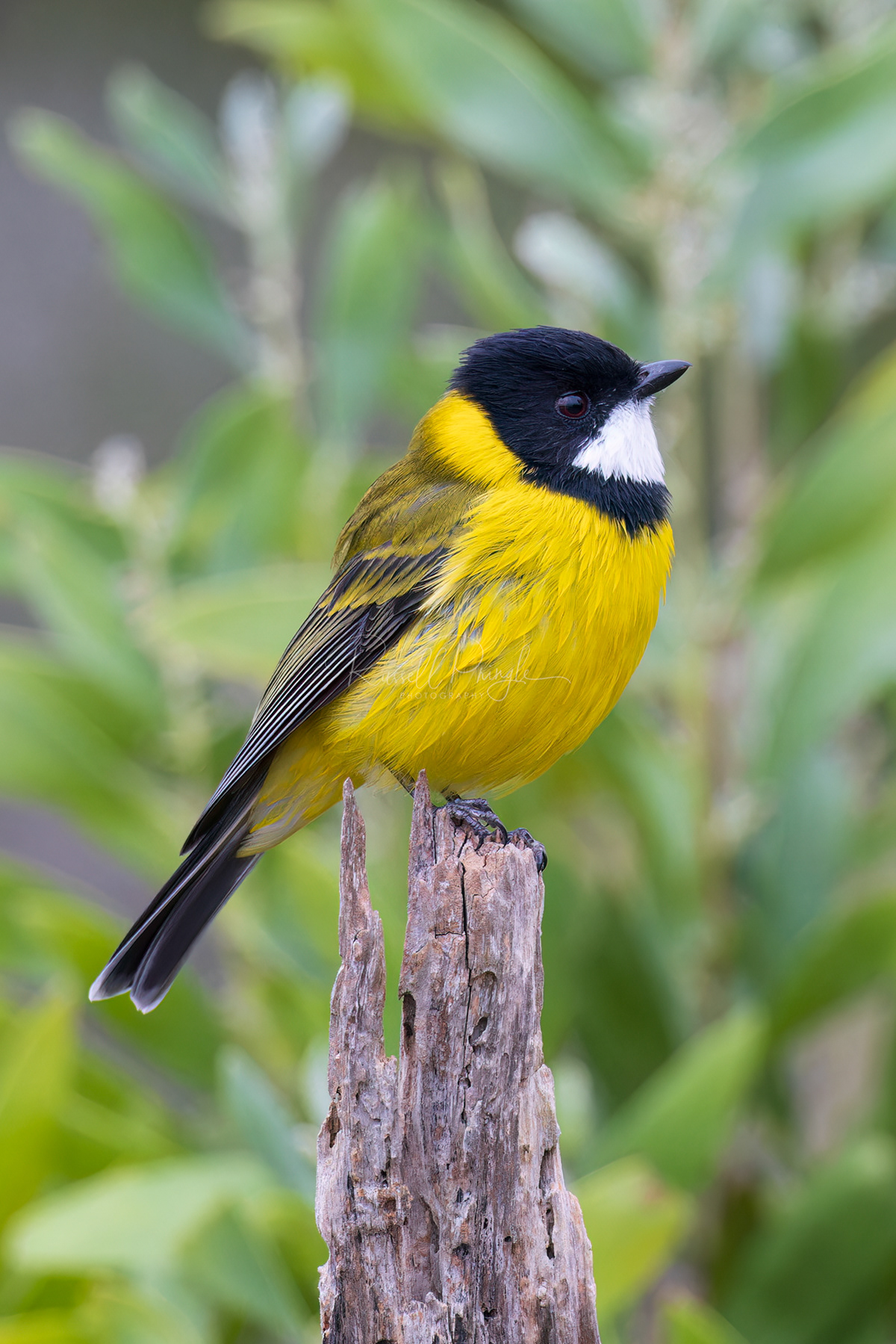 Western Whistler (male)