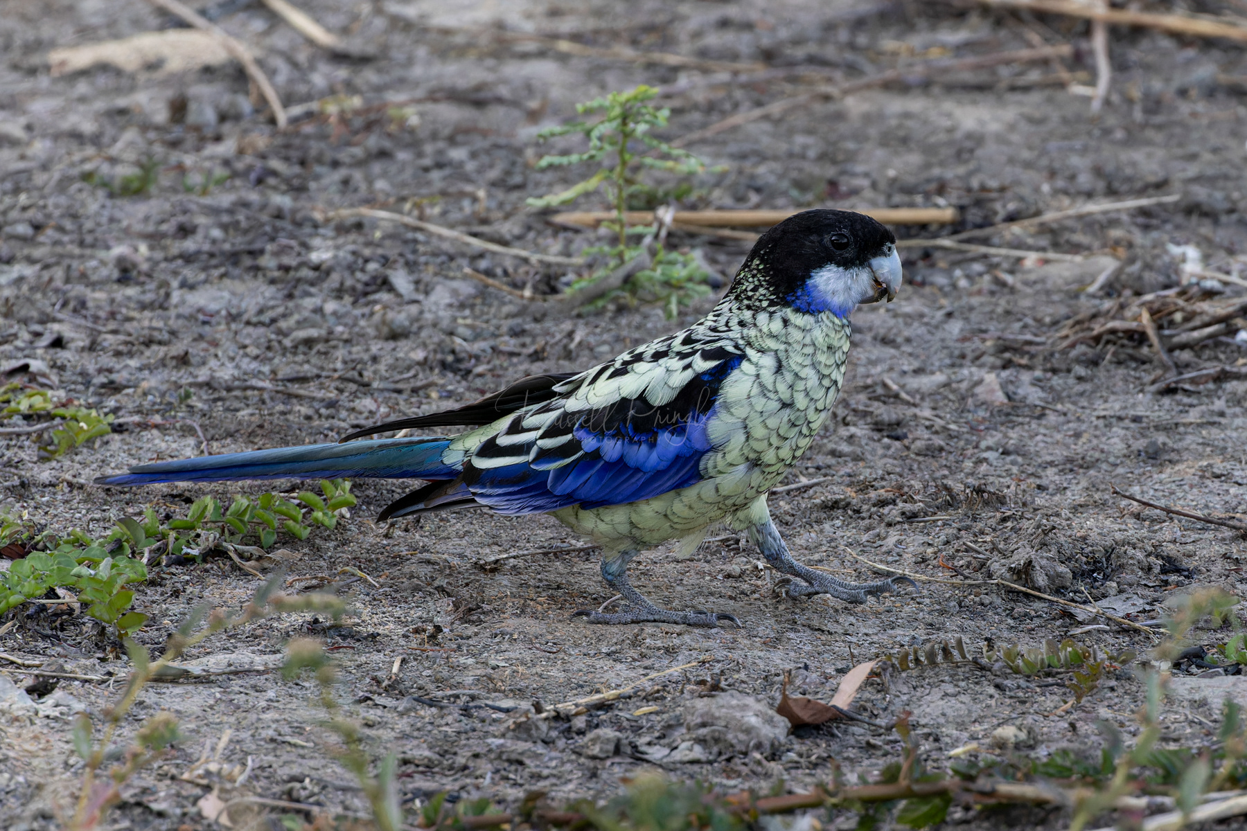 Northern Rosella