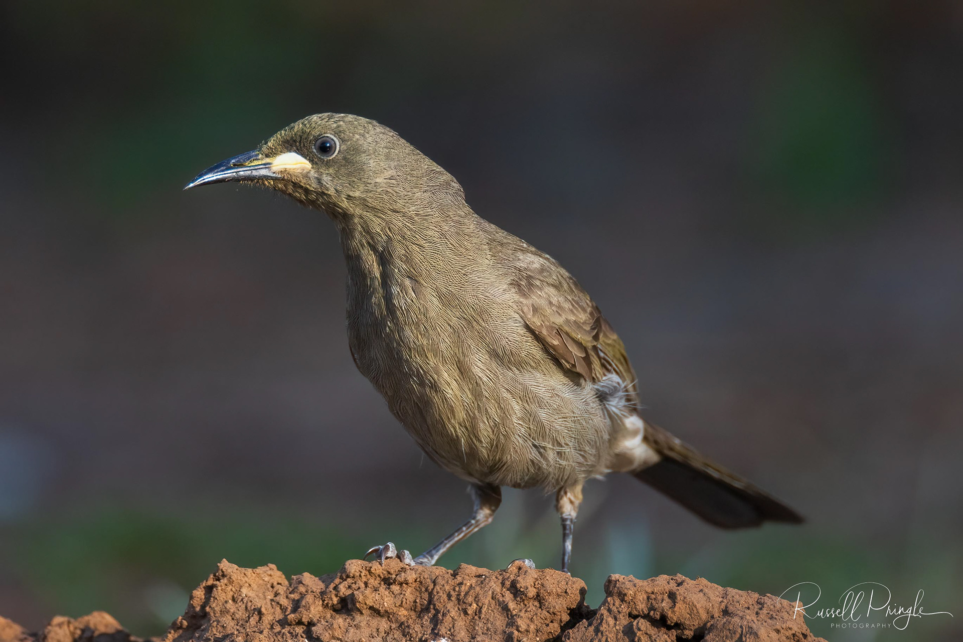 White-gaped Honeyeater