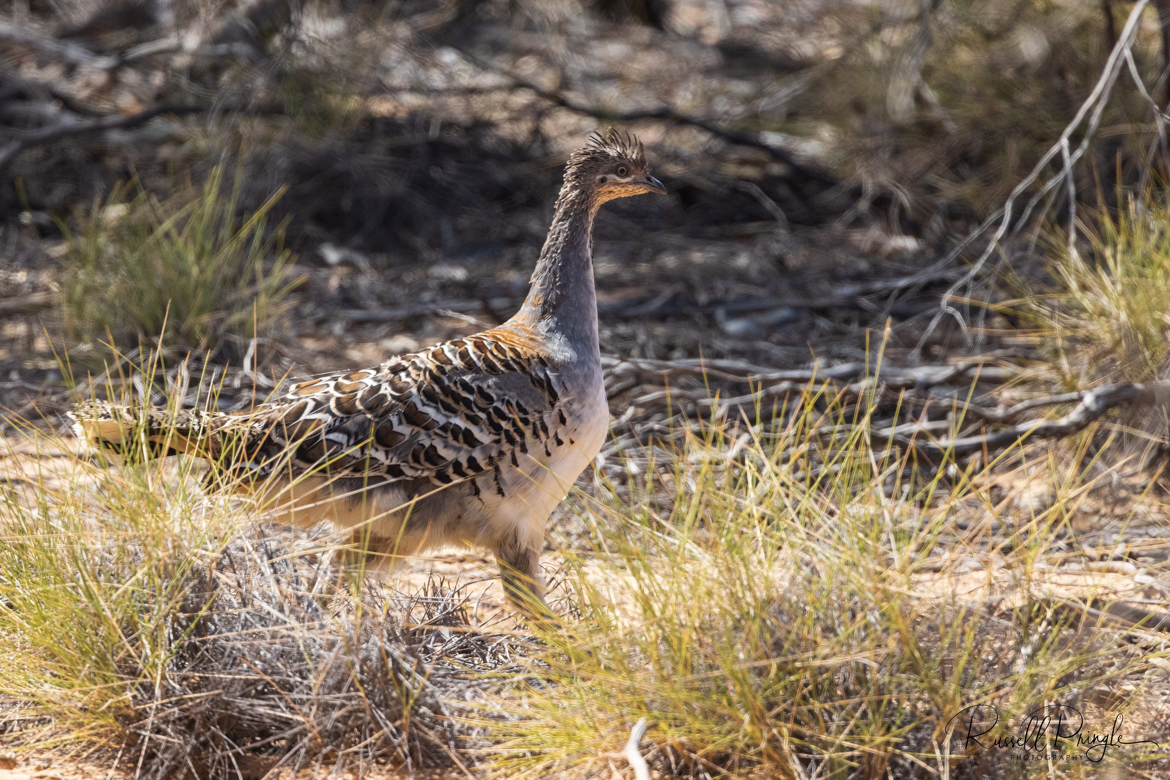 Malleefowl