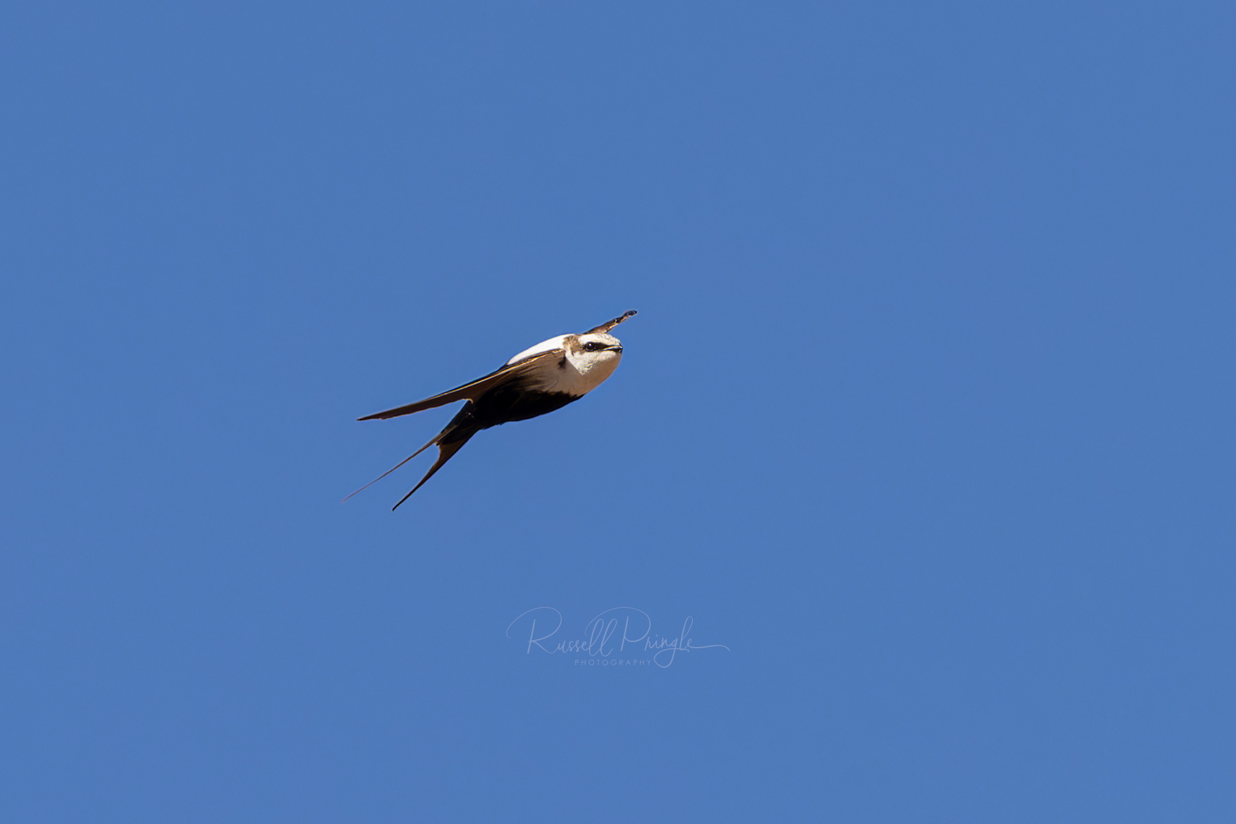 White-backed Swallow