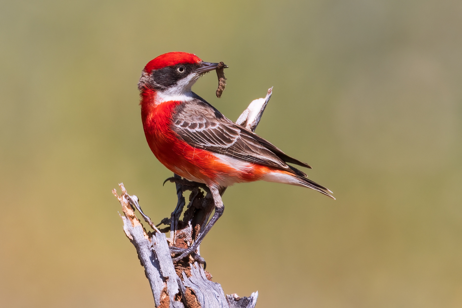 Crimson Chat (male)
