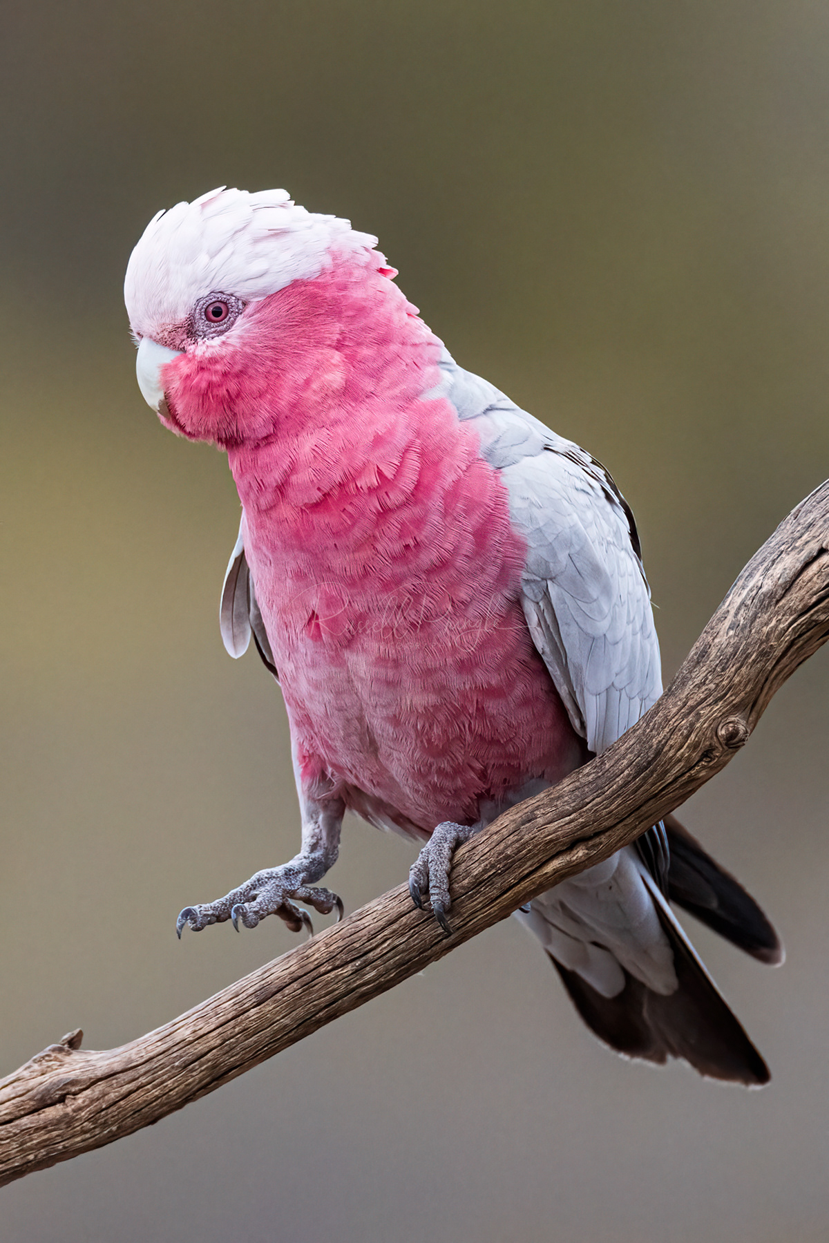 Pink & Grey Galah