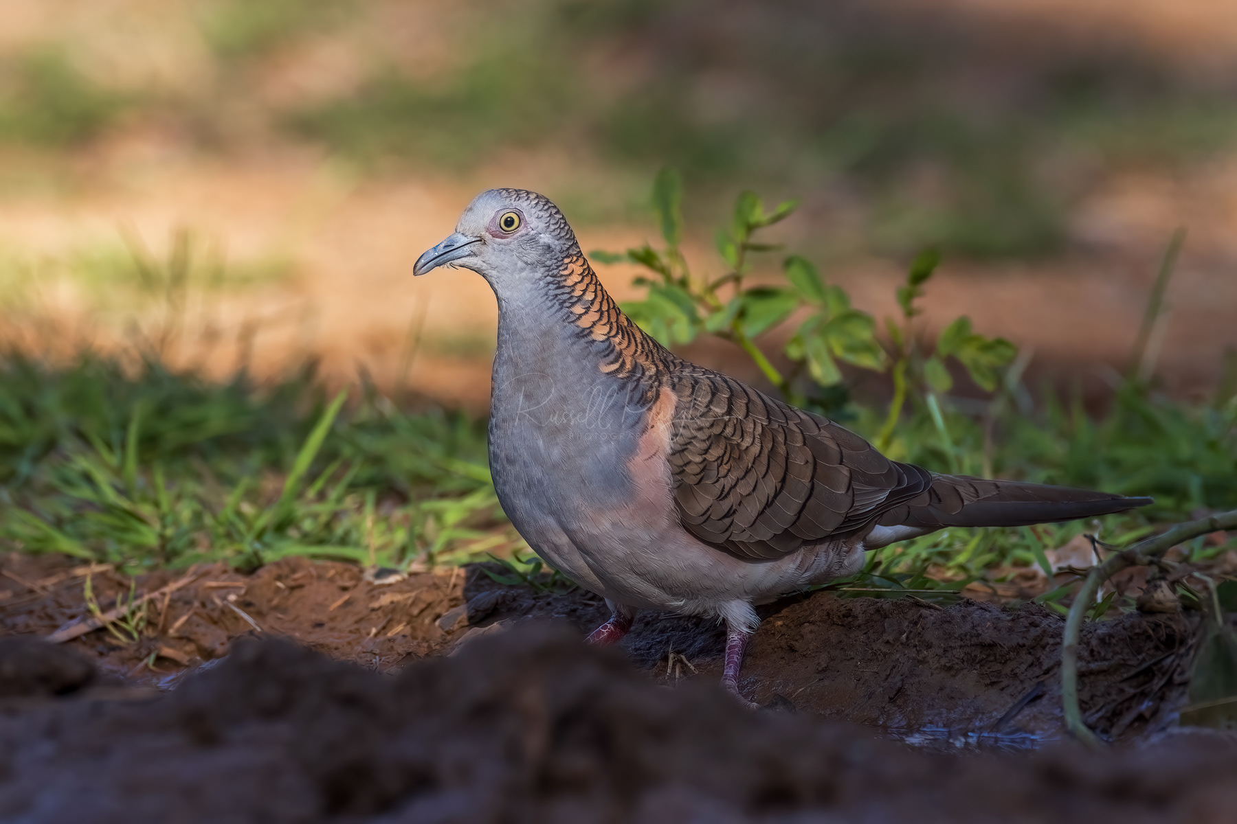 Bar-shouldered Dove