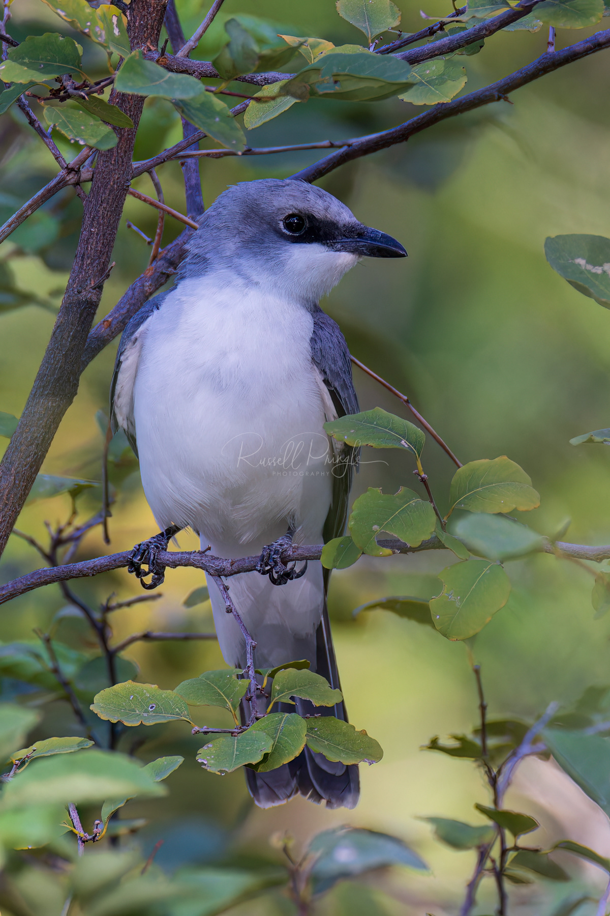 White-bellied Cuckoo-Shrike