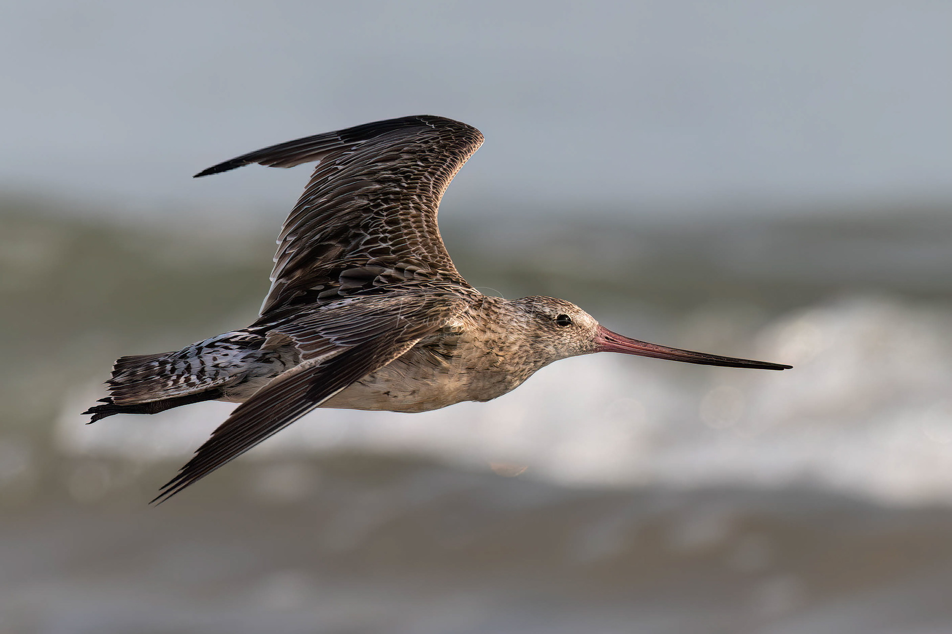 Bar-tailed Godwit (non-breeding)