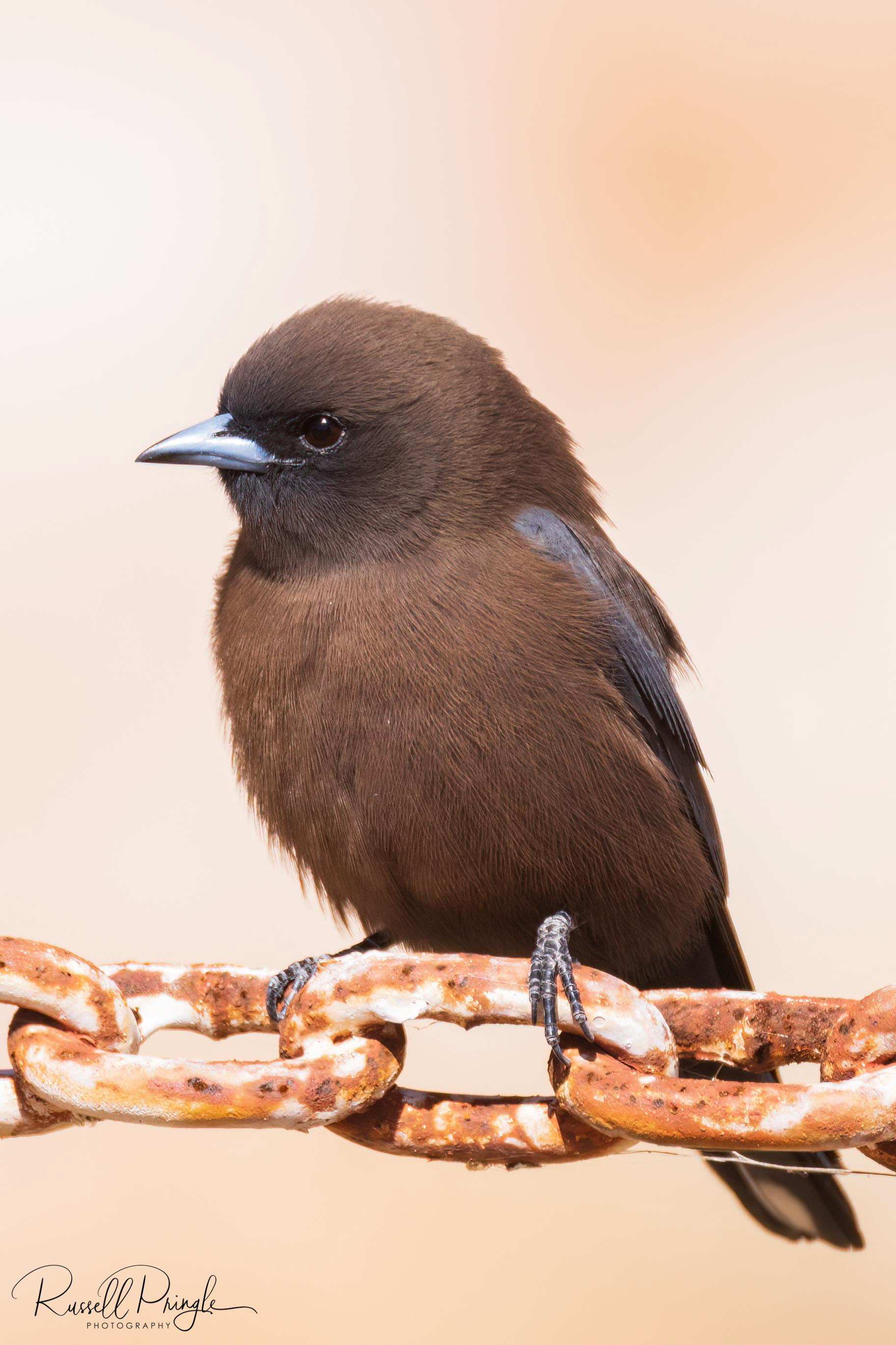 Little Woodswallow