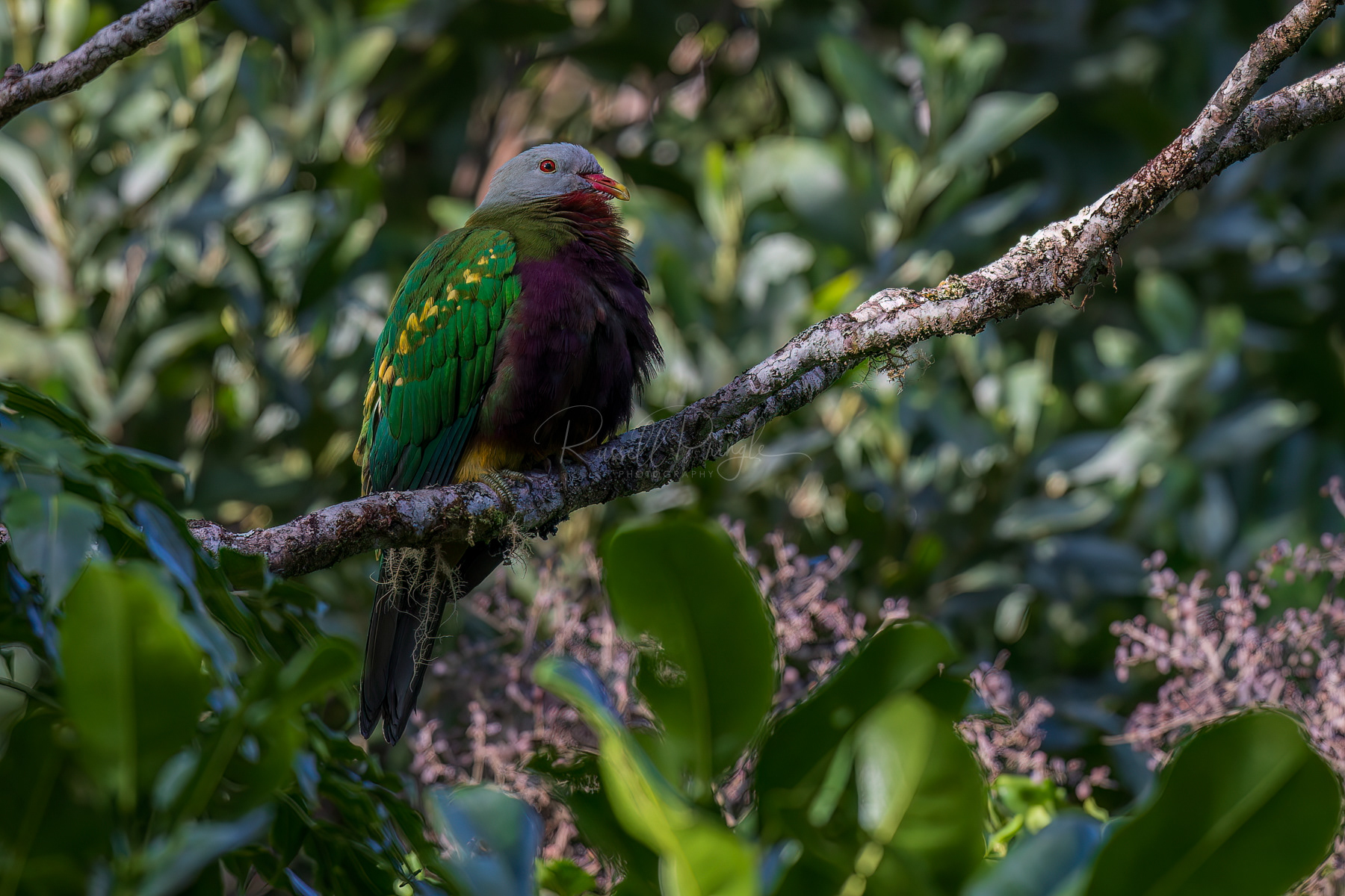 Wompoo Fruit-Dove