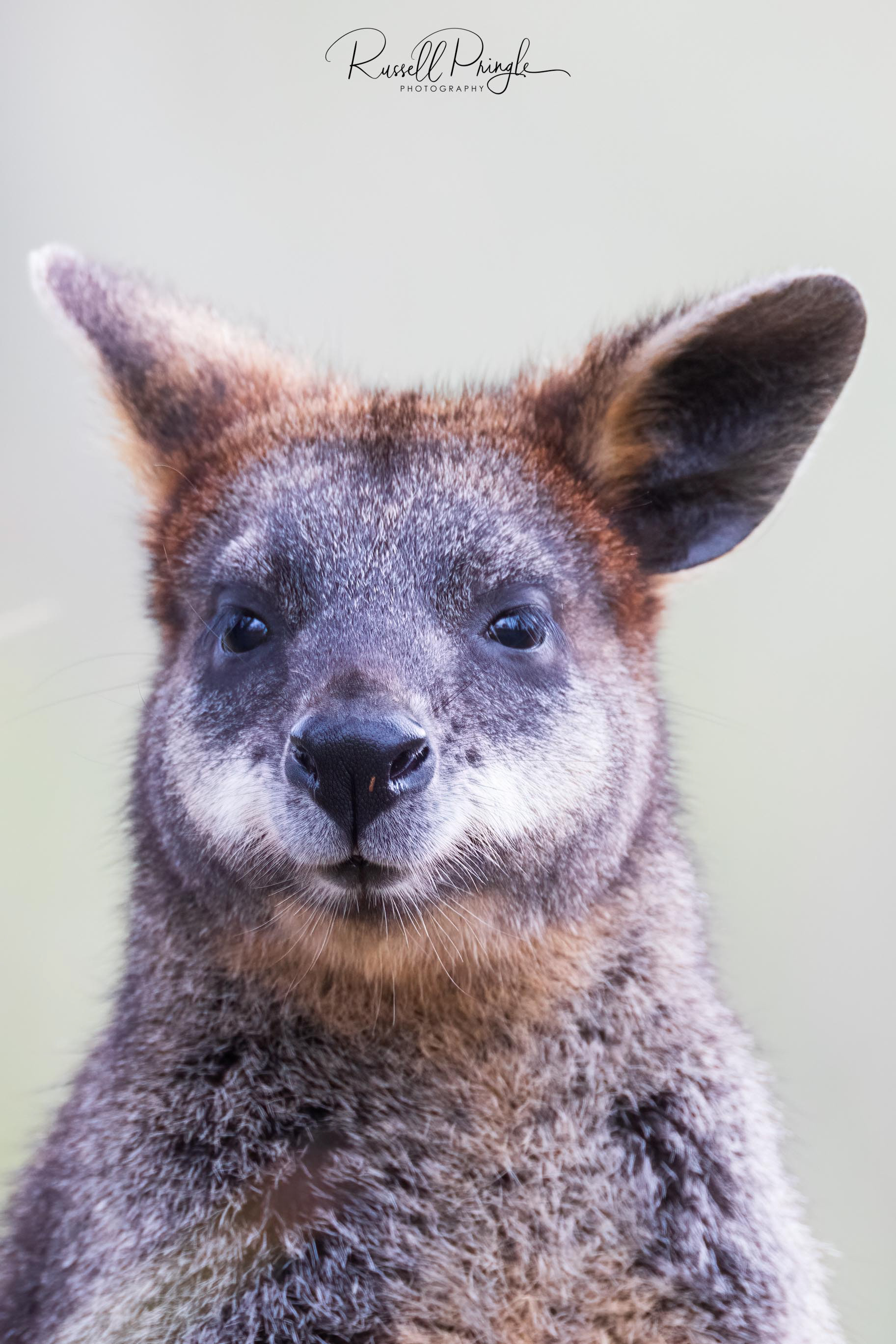 Swamp Wallaby