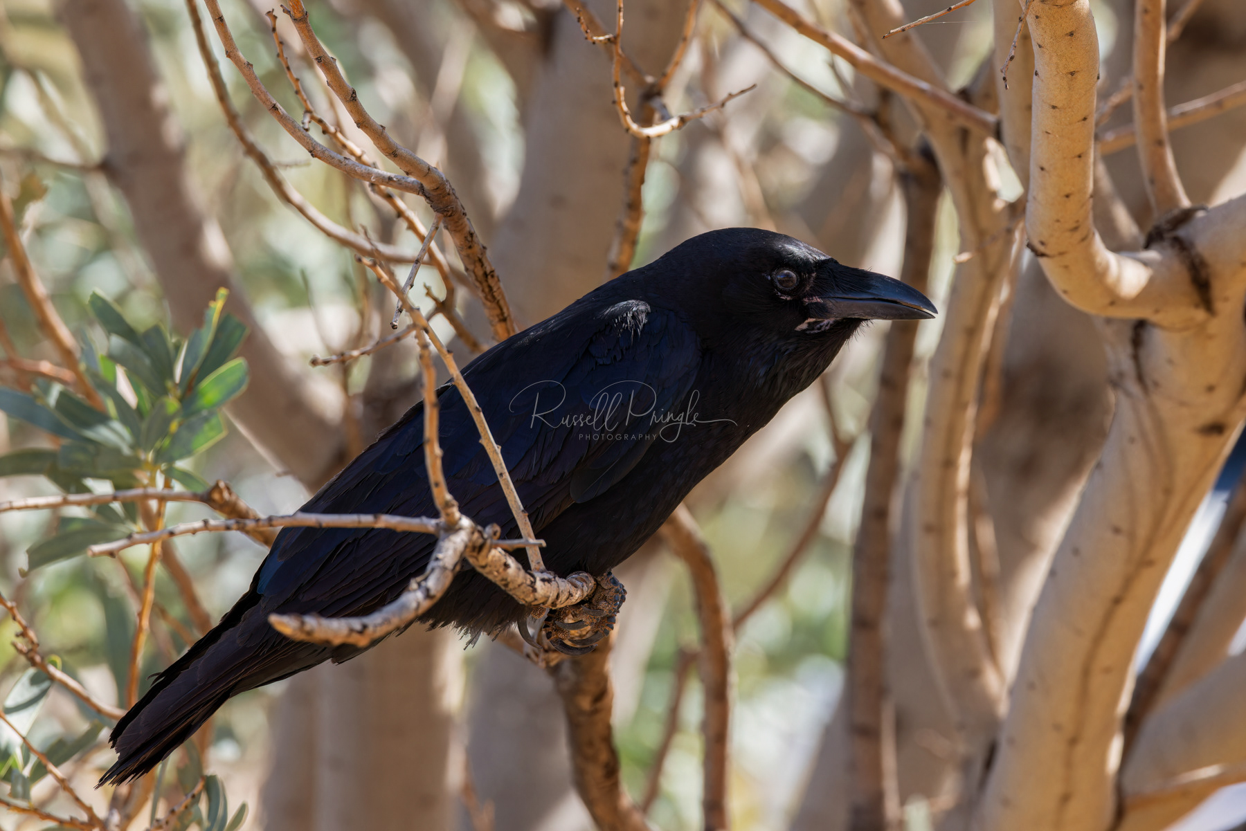 Torresian Crow