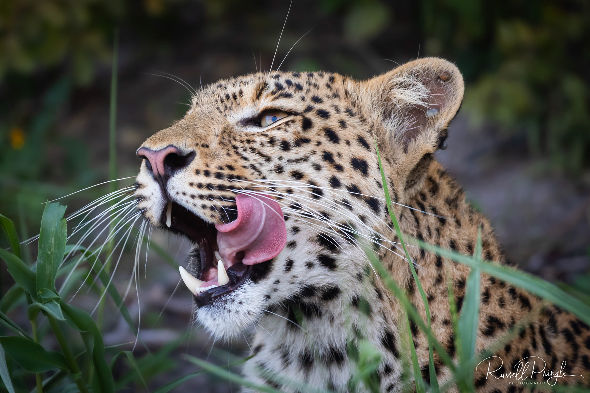 Leopard-Duba