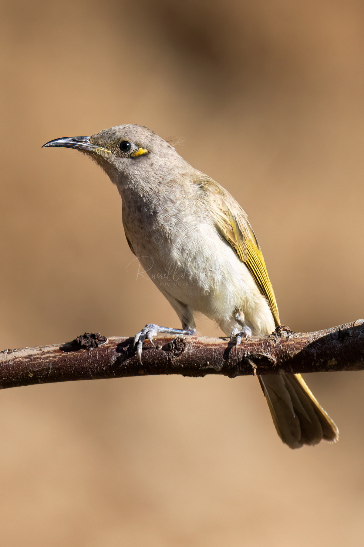 Brown Honeyeater