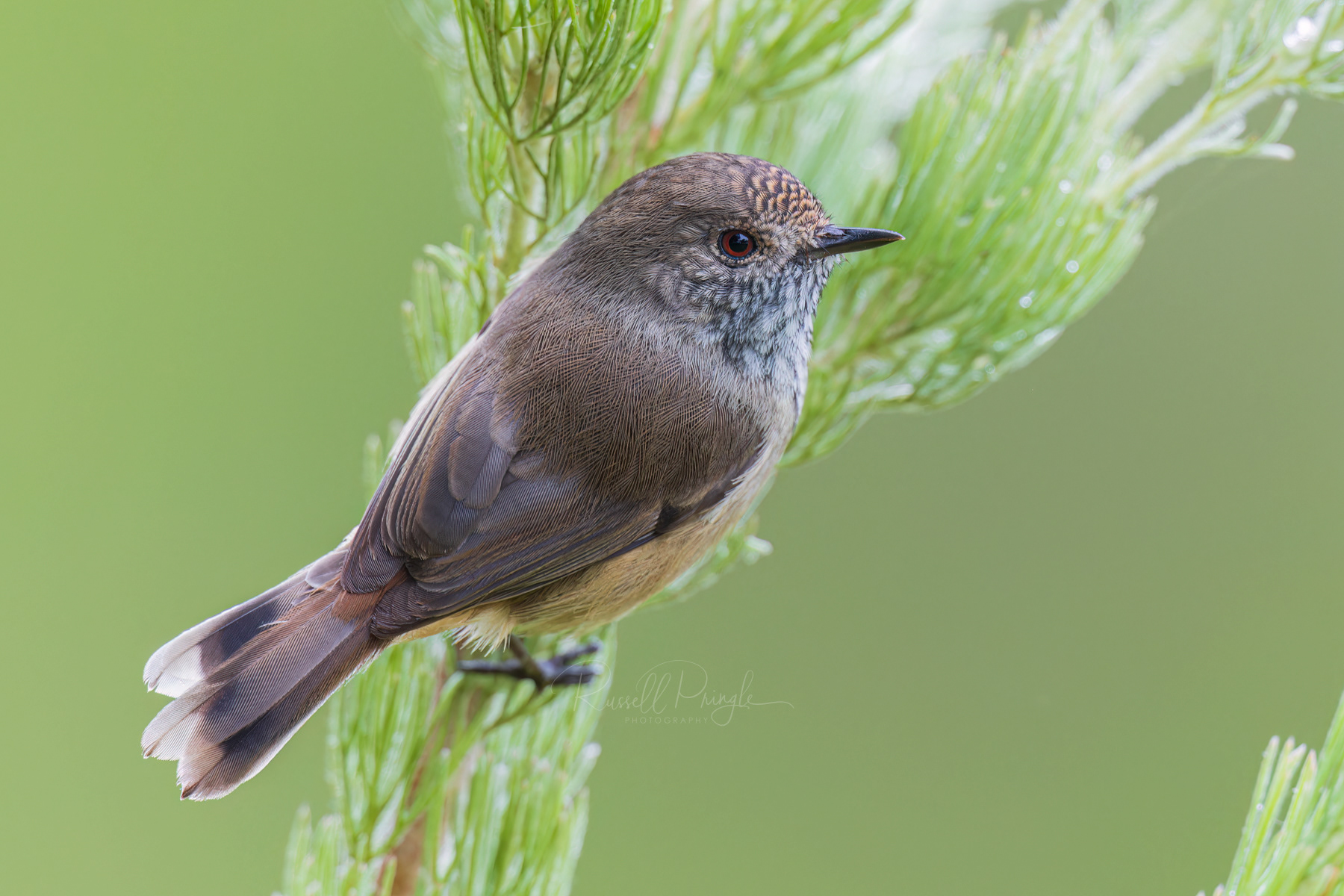 Inland Thornbill