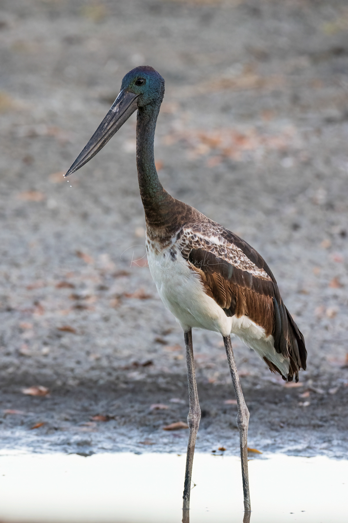 Black-necked Stork (juvenile) 
