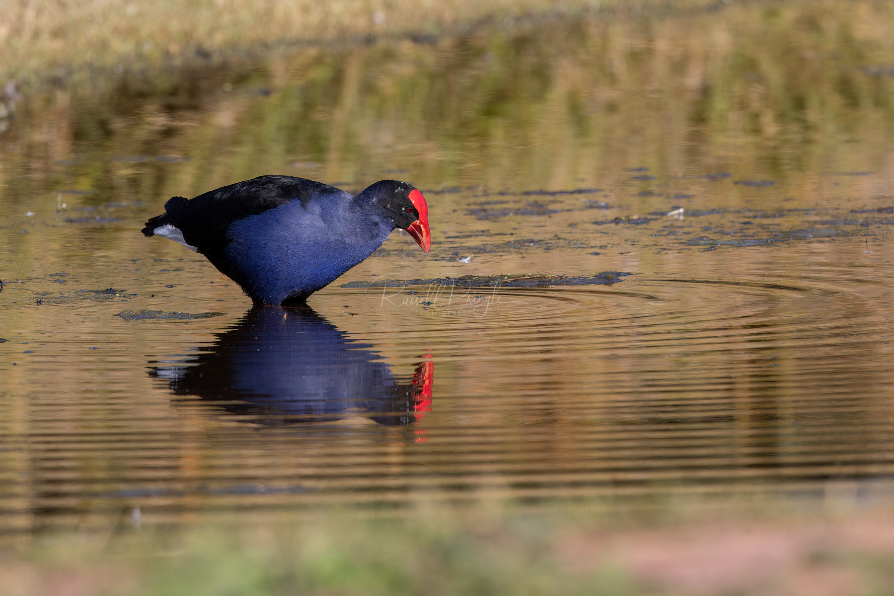 Australasian Swamphen