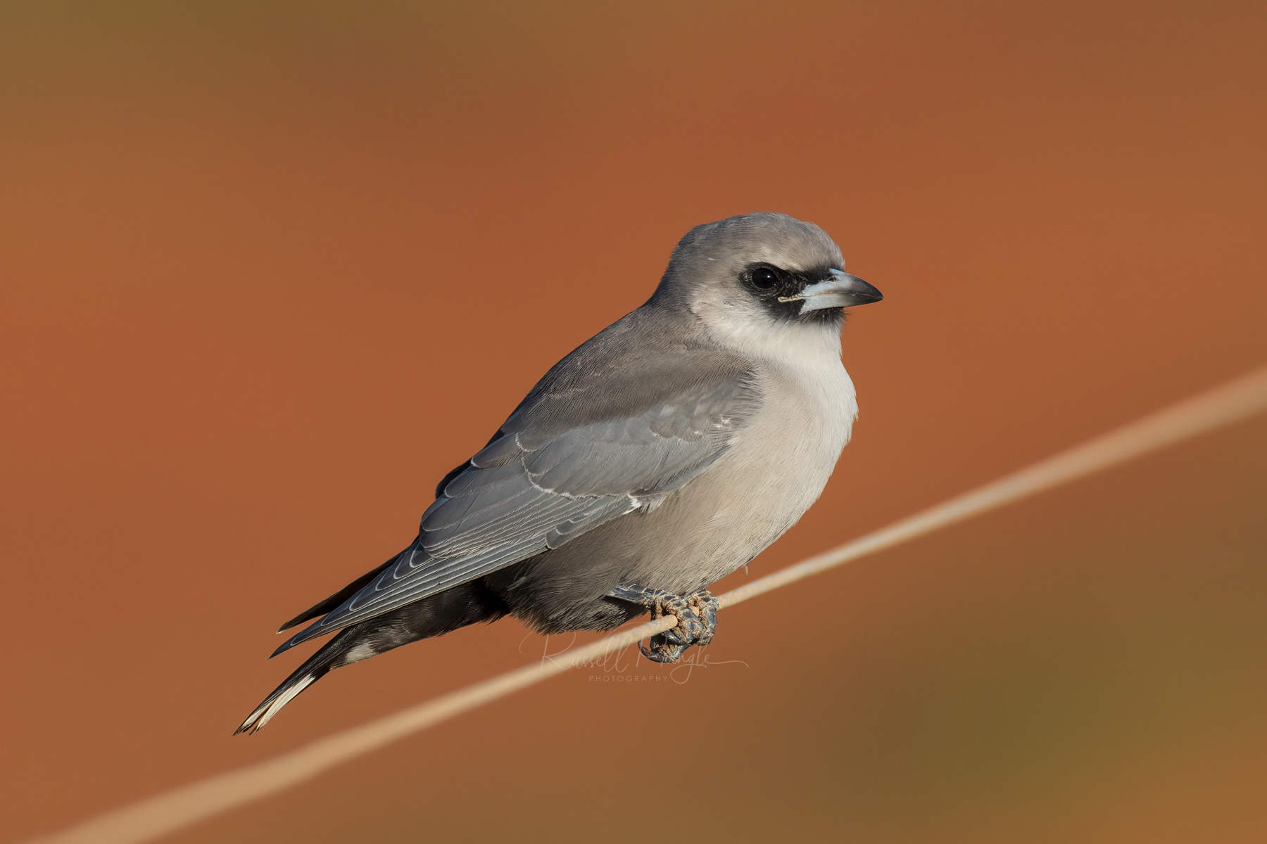 Black-faced Woodswallow