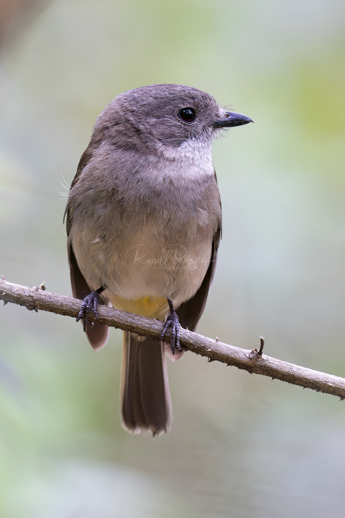 Golden Whistler (female)