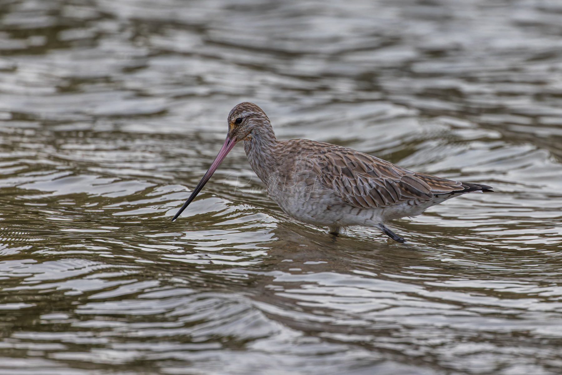 Bar-tailed Godwit