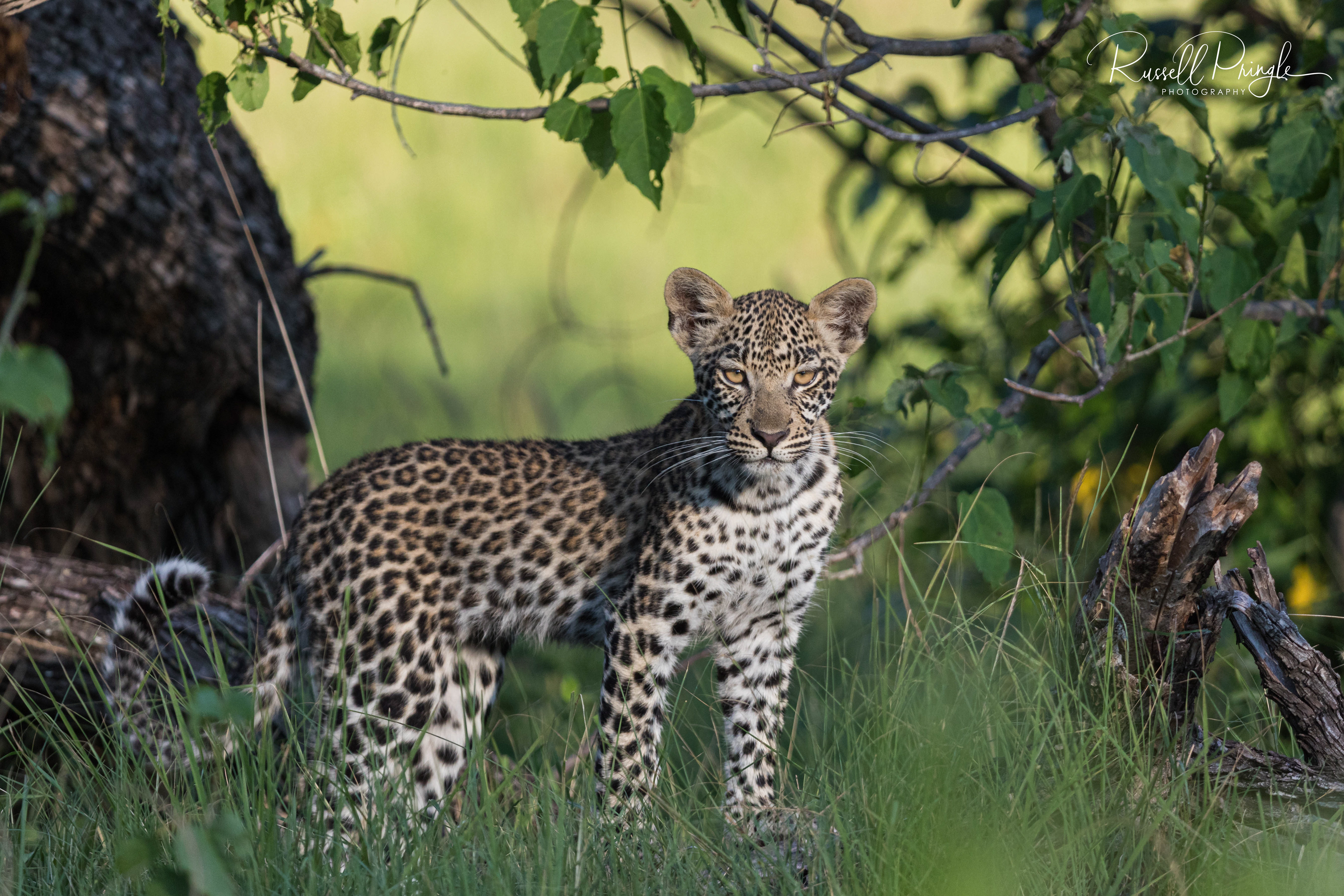Leopard-Moremi