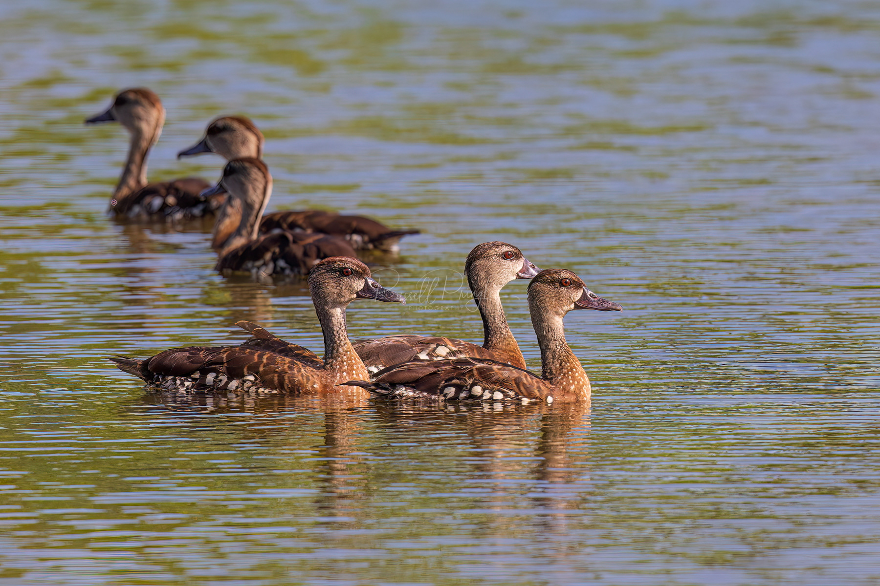 Spotted Whistling-Duck