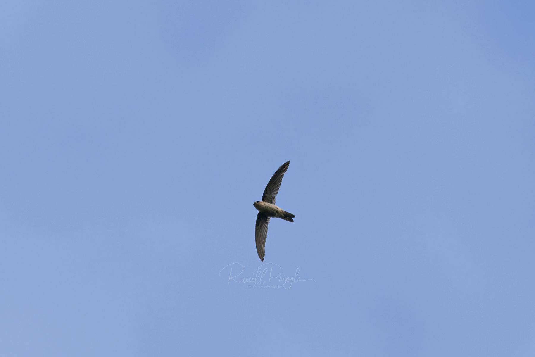Australasian Swiftlet
