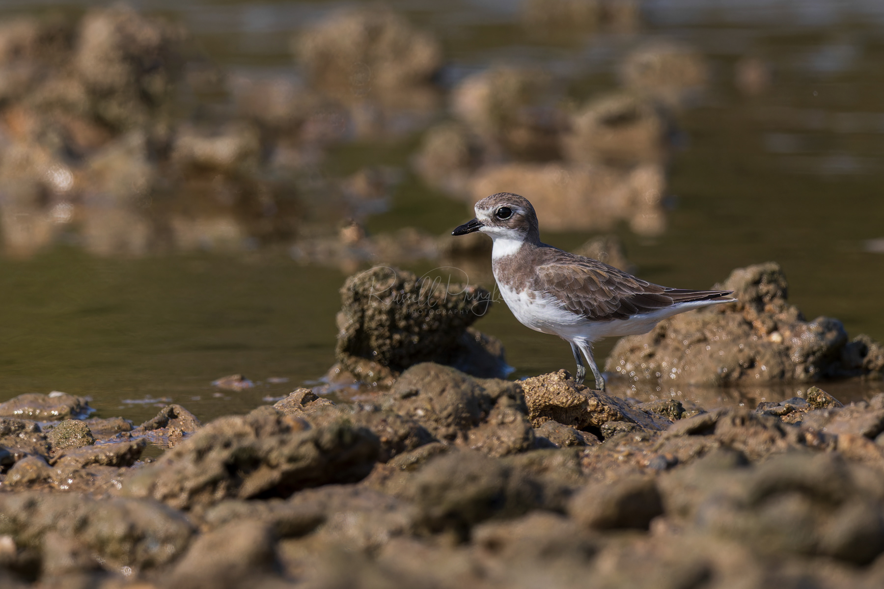 Siberian Sand-Plover
