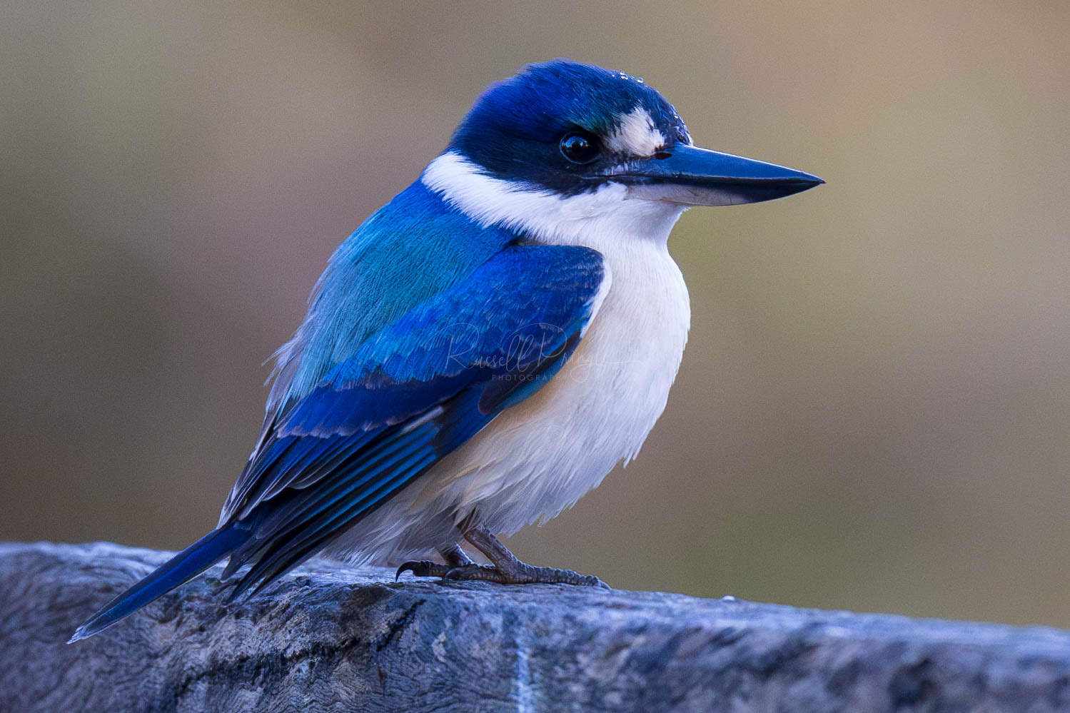 Forest Kingfisher