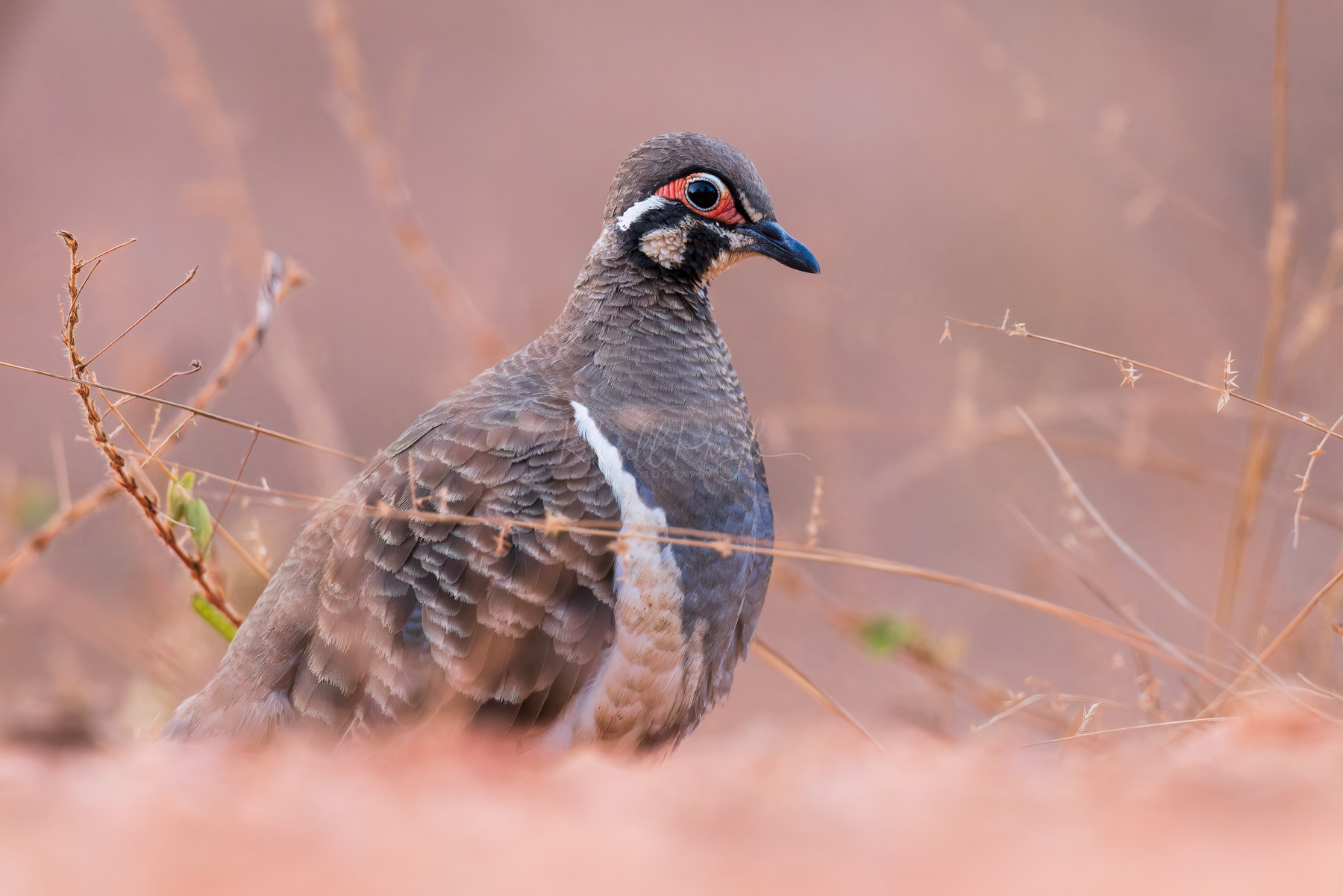 Squatter Pigeon 'ssp peninsulae'