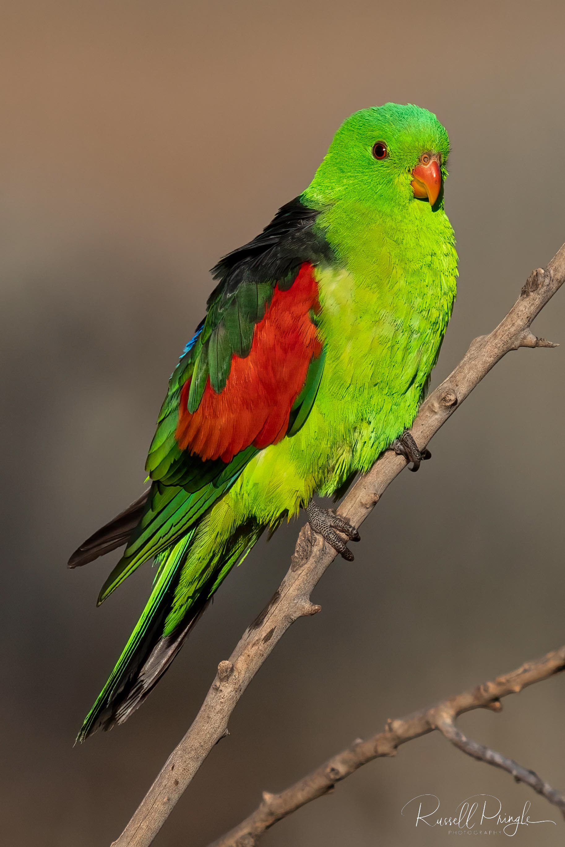 Red-winged Parrot (Male)