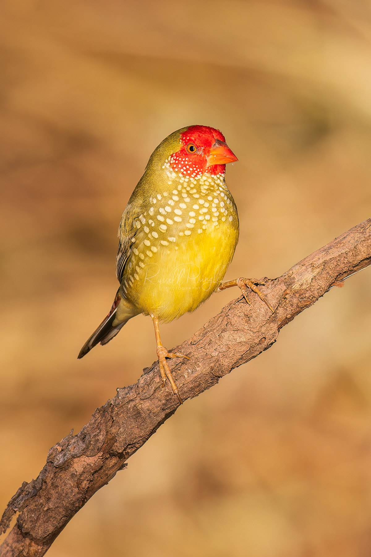 Star Finch (male)