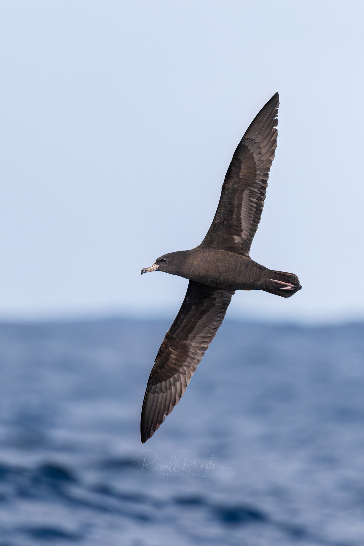Flesh-footed Shearwater