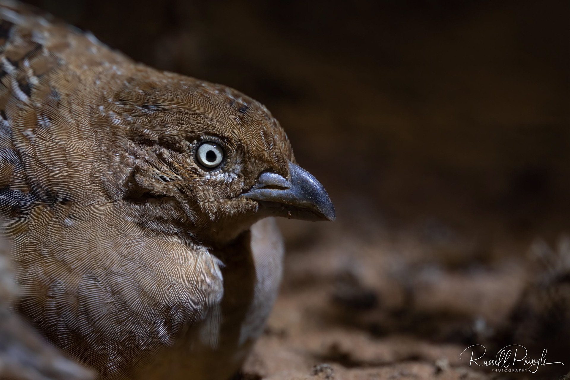 Little Button-Quail