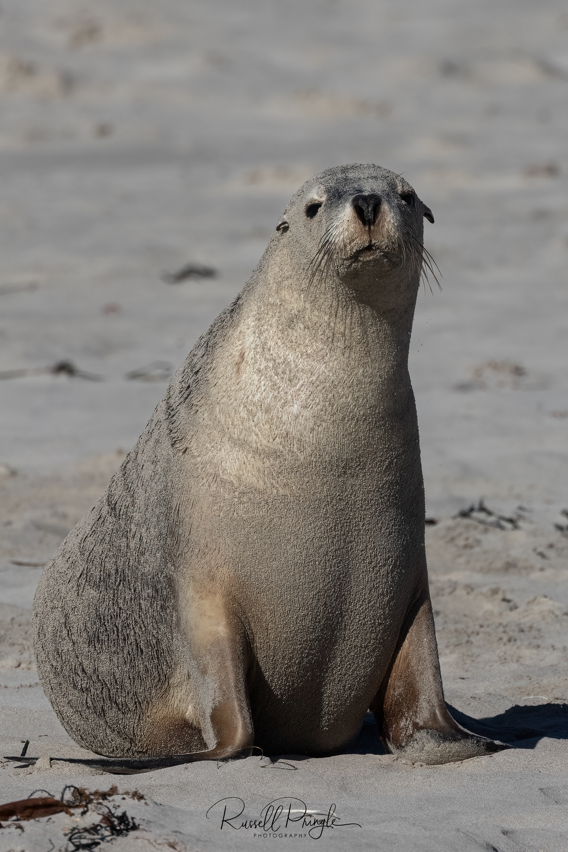 Australian Sea lion