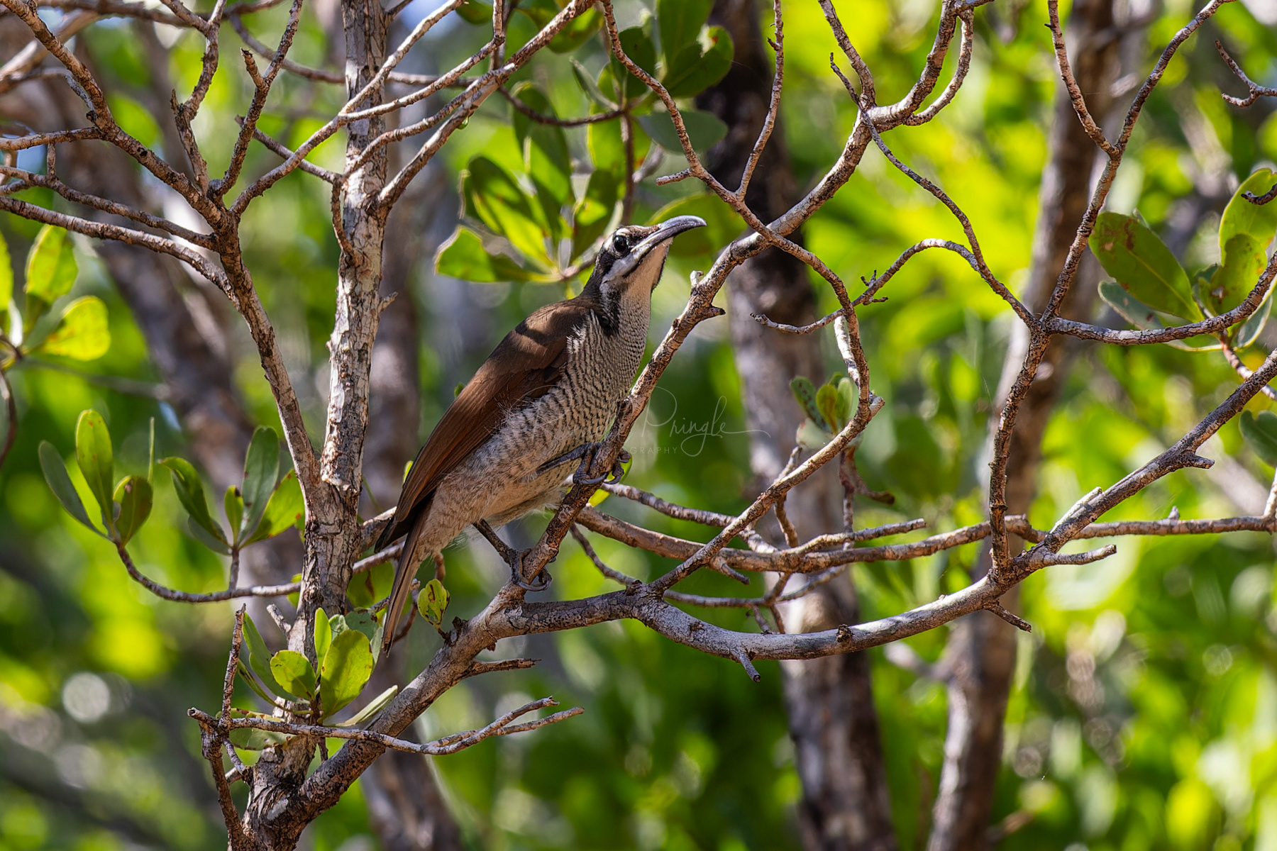 Magnificent Riflebird