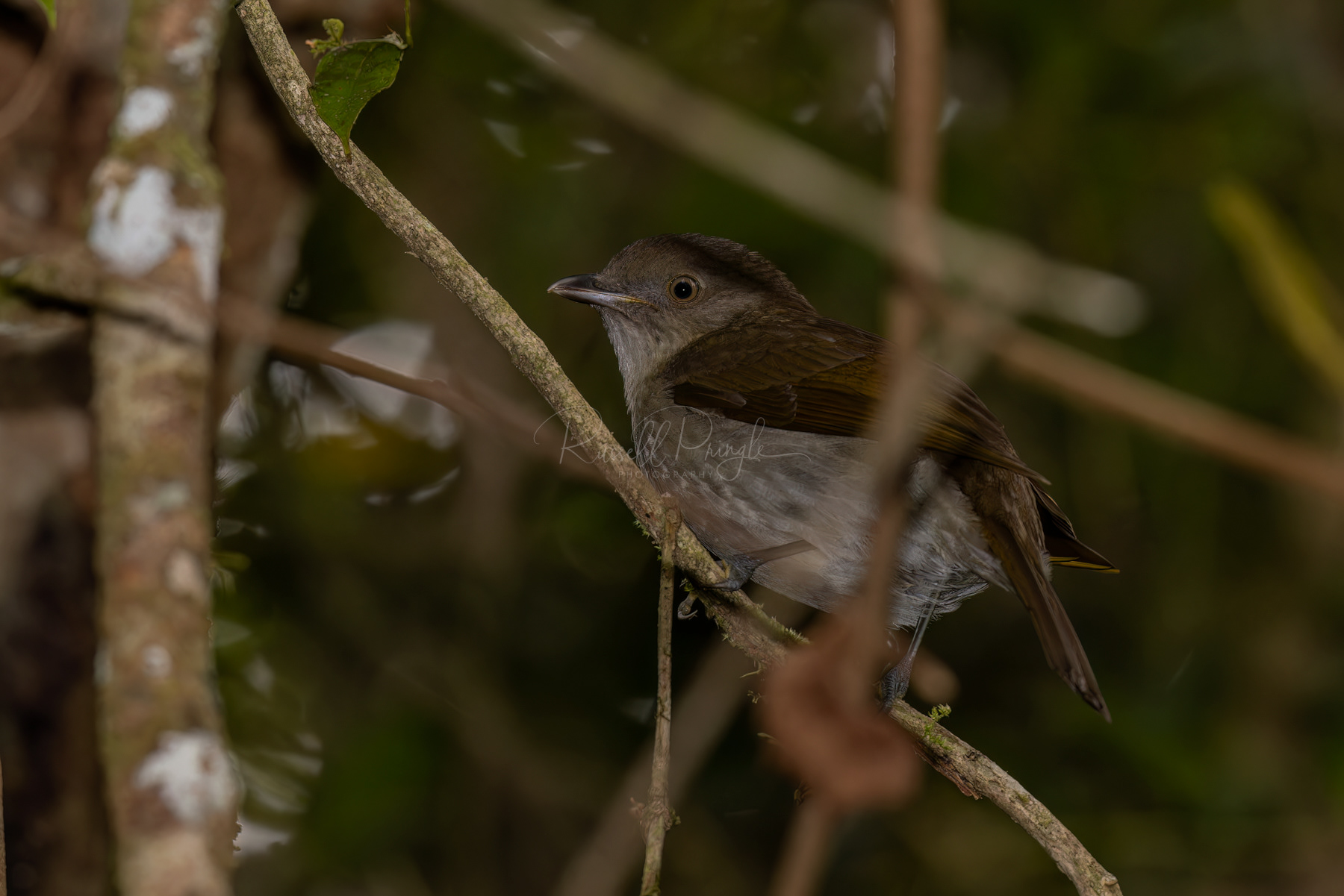 Golden Bowerbird (female)