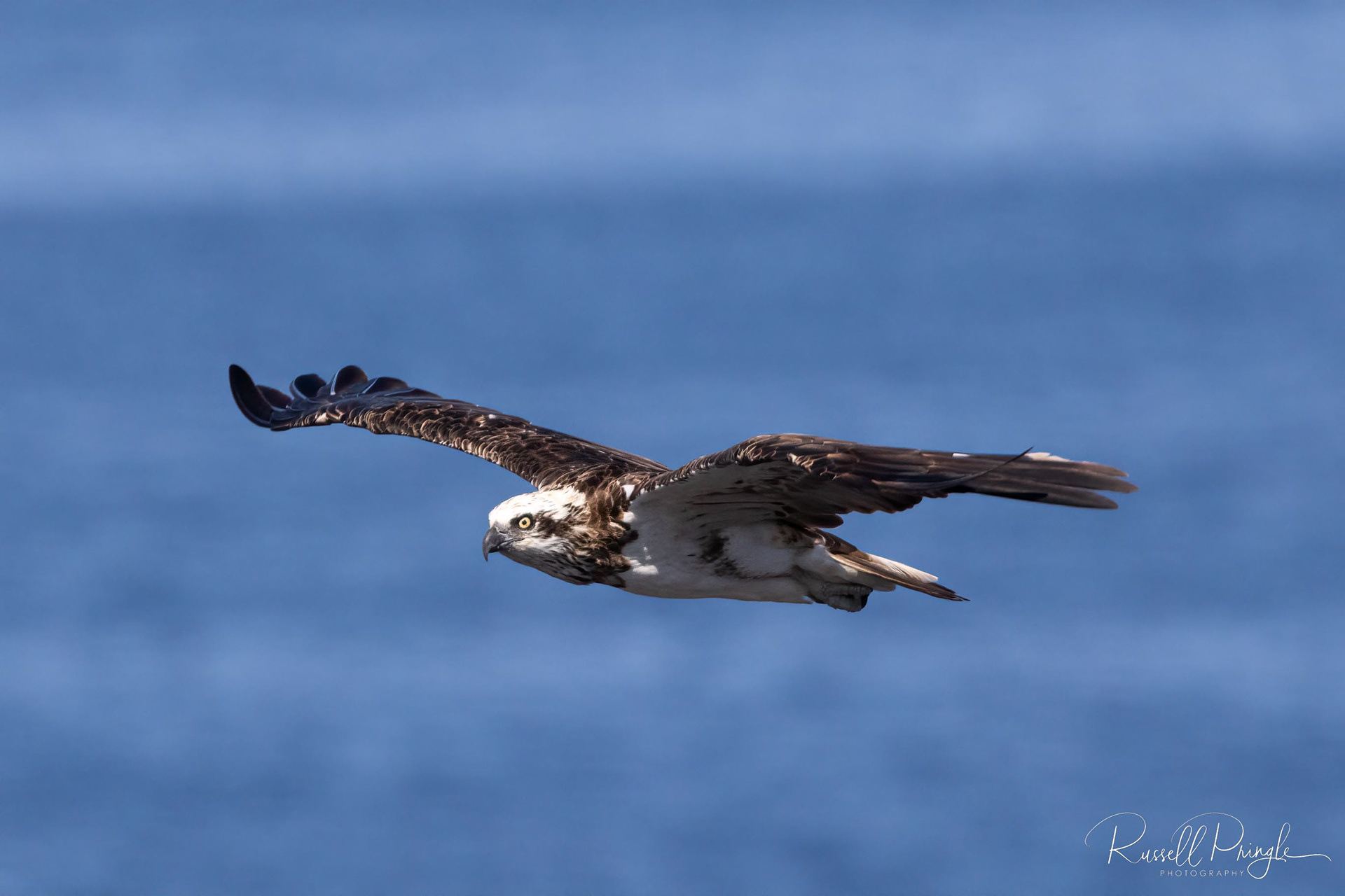 Eastern Osprey