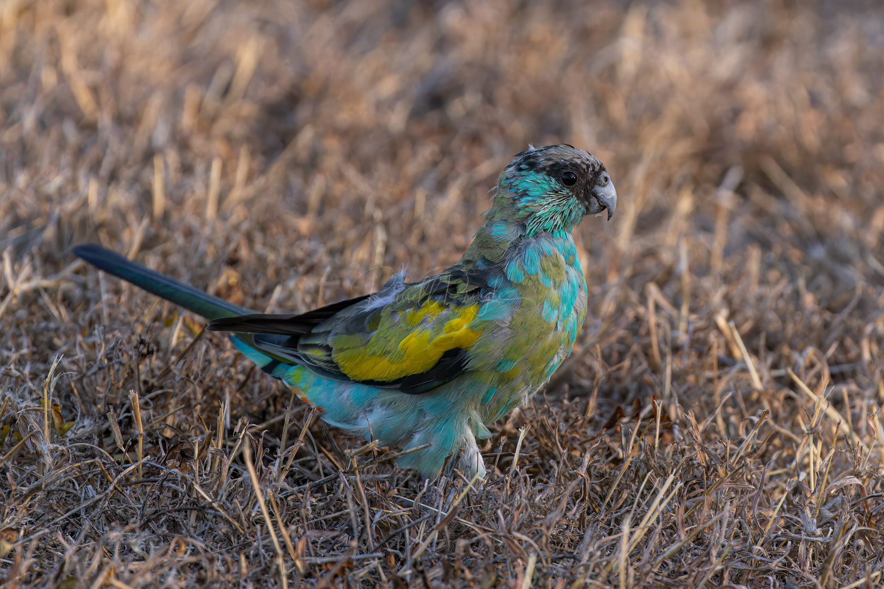 Hooded Parrot (juvinlie)