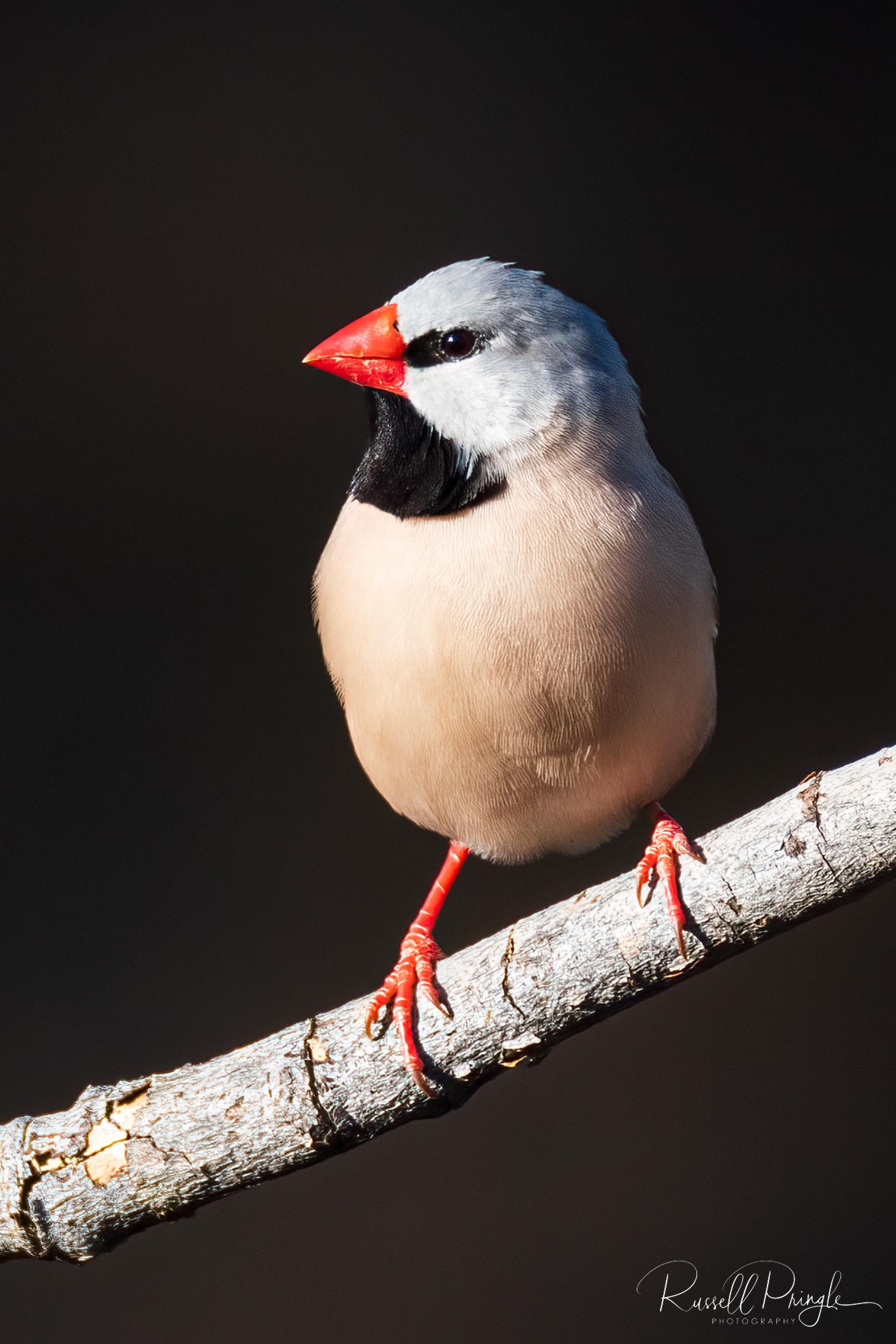 Long-tailed Finch (Male)