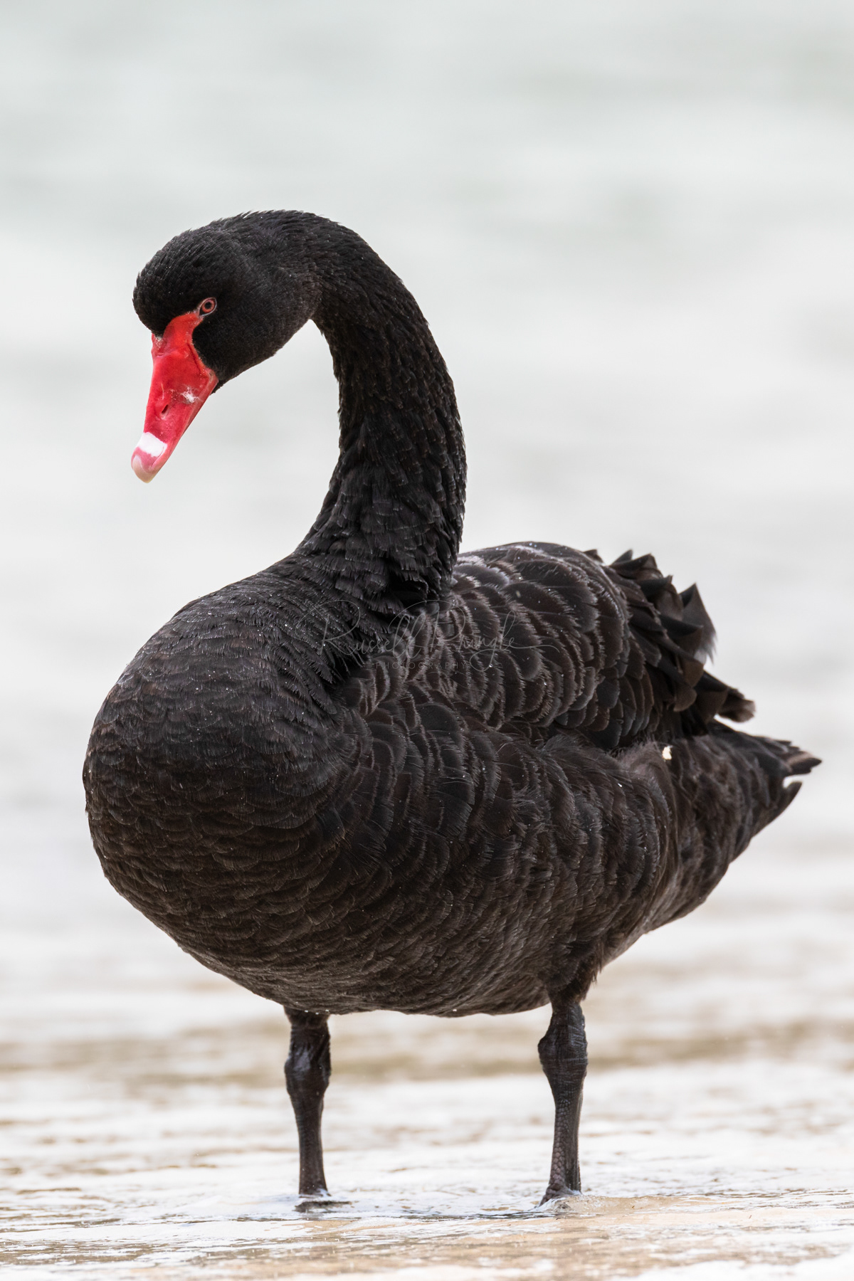 Black Swan