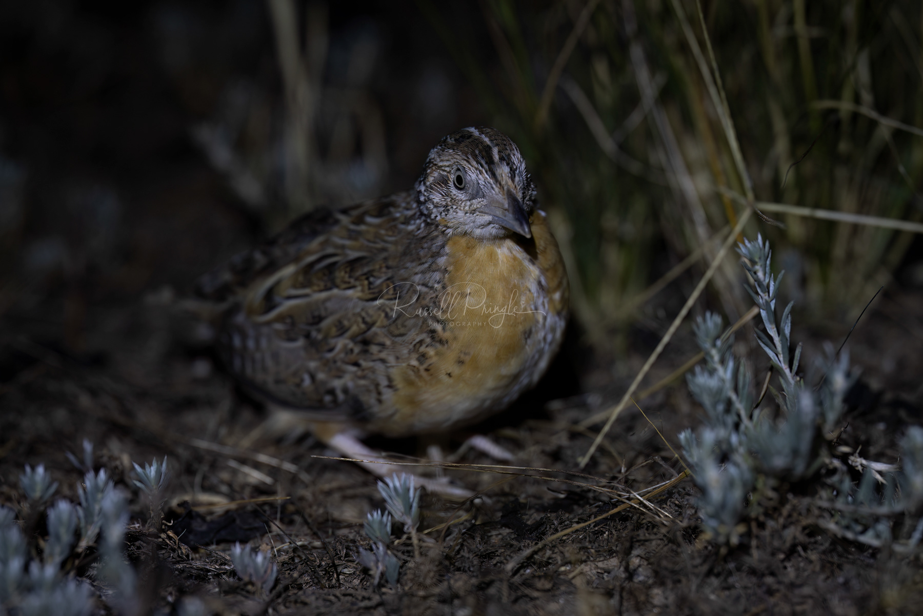 Red-chested Button-Quail (male)