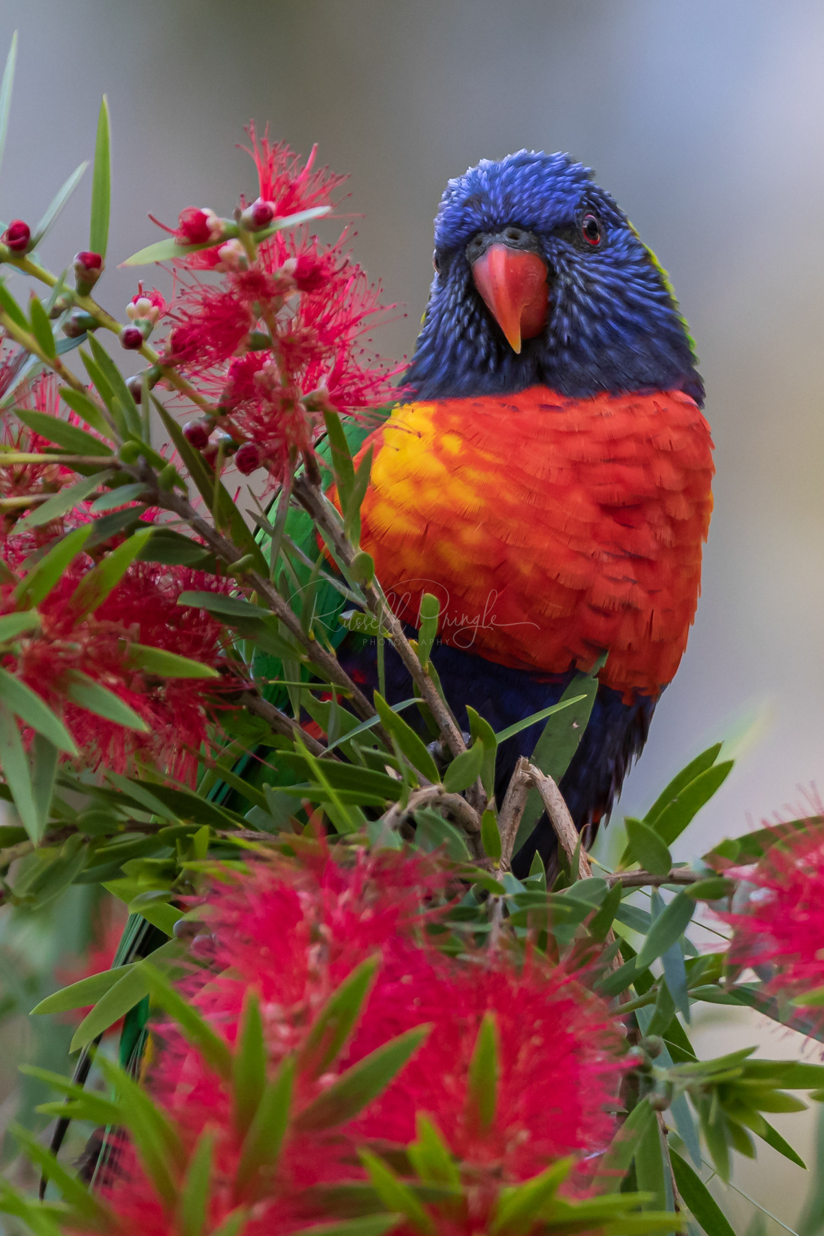 Rainbow Lorikeet