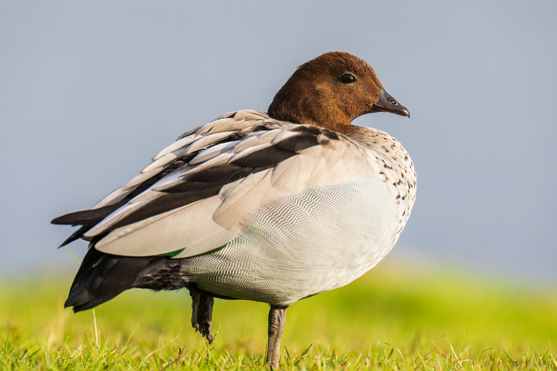 Australian Wood Duck (male)
