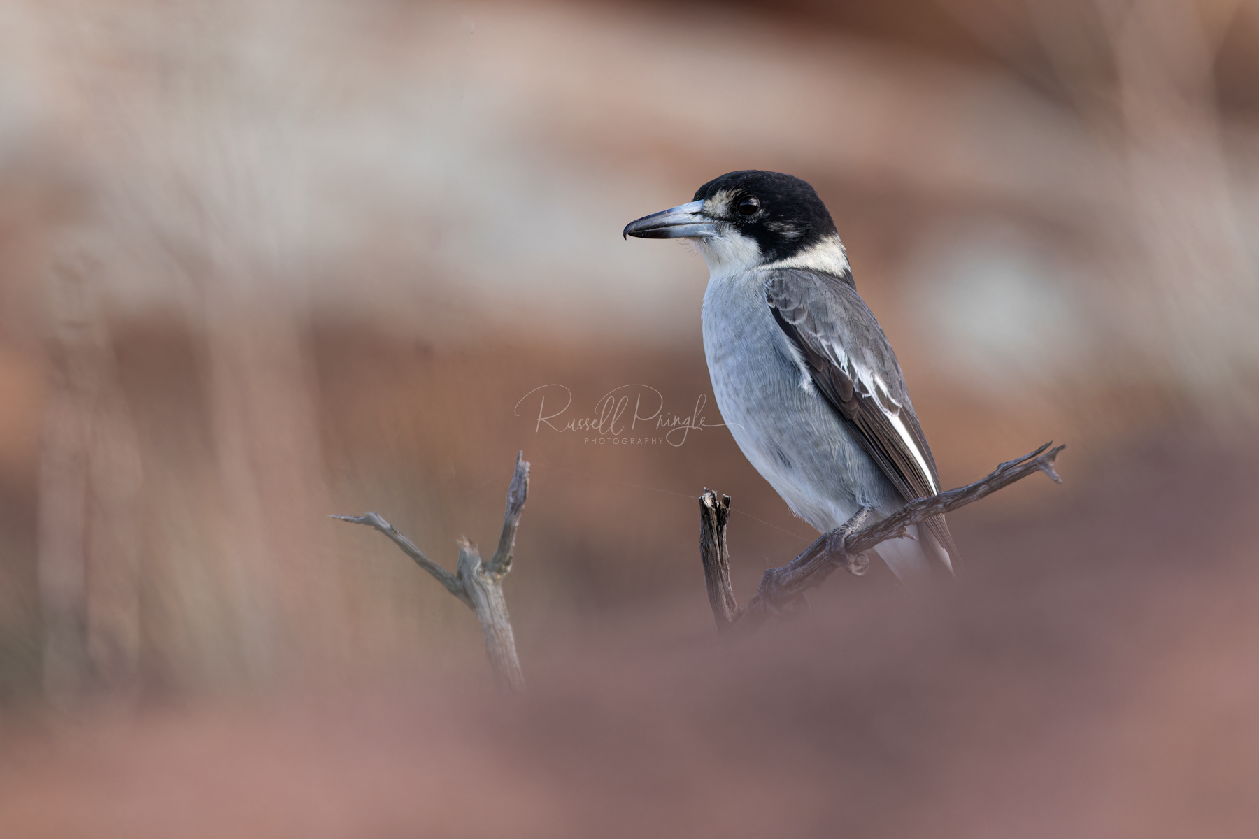 Grey Butcherbird