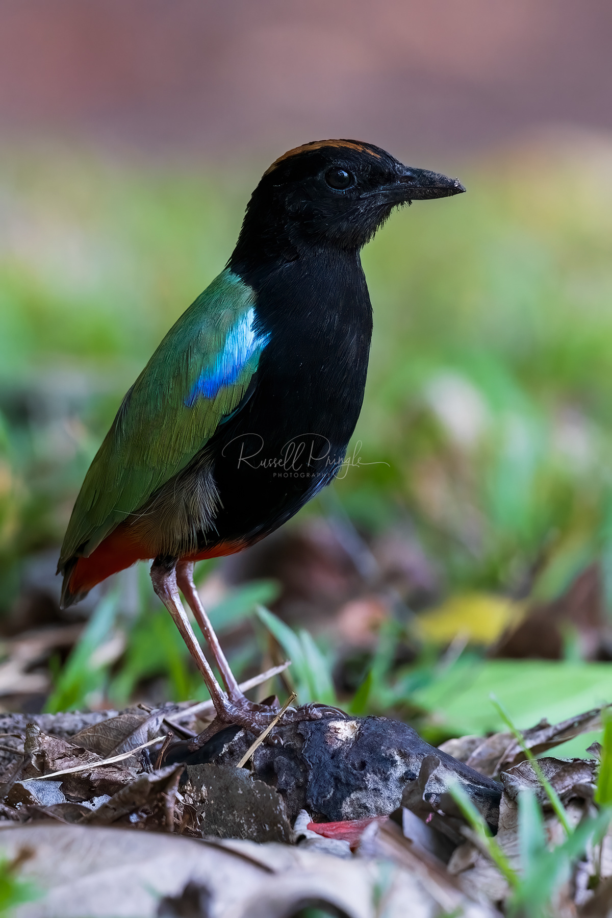 Rainbow Pitta (male)