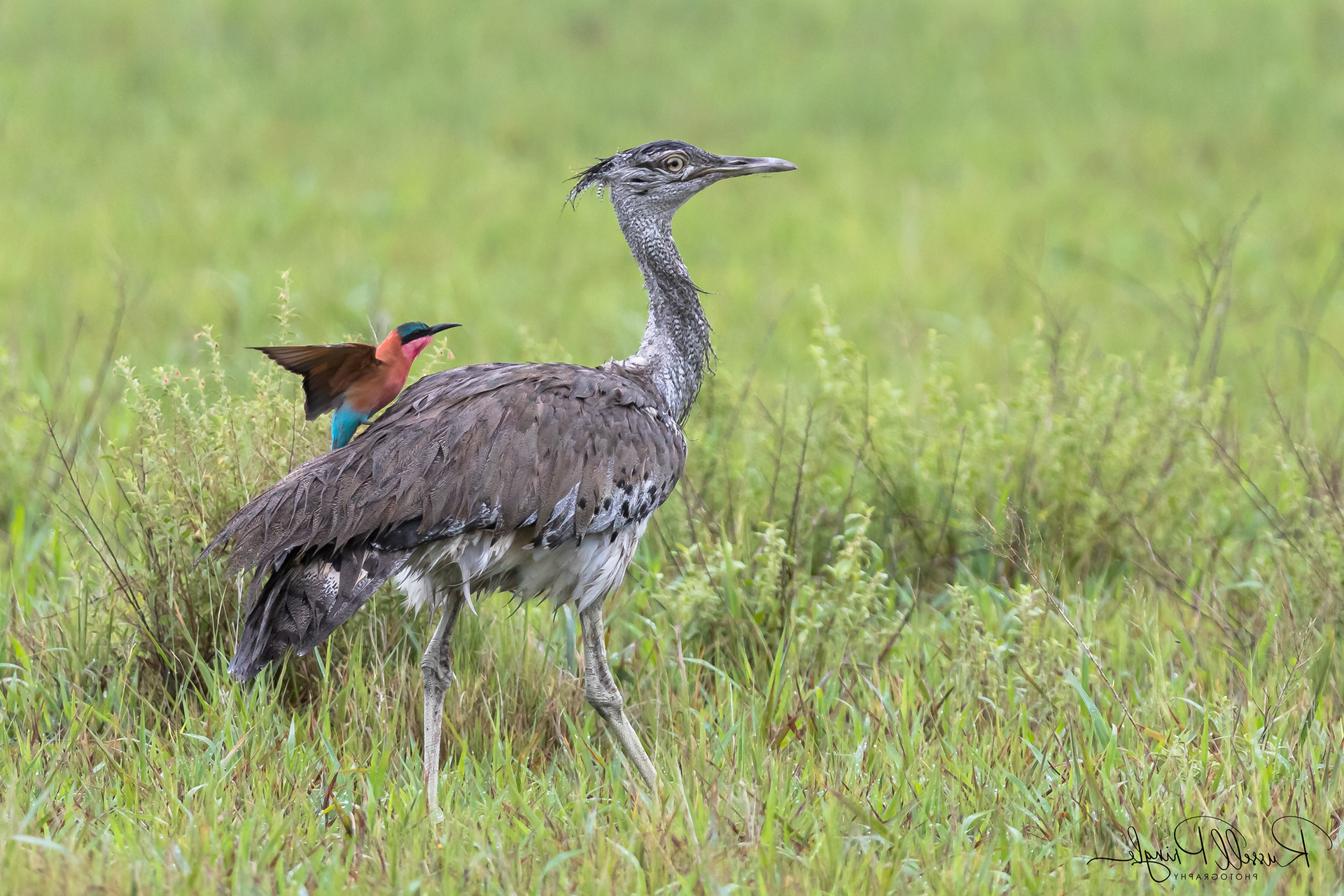 Kori Bustard and Carmine Bee-Eater